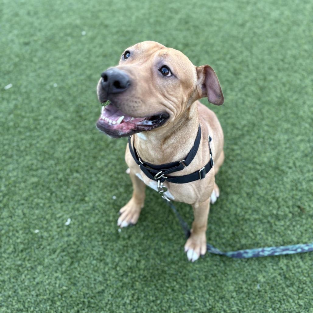 Enlarge Satchel, a Adoptable Mixed Breed in Pittsburgh, PA image 1/6