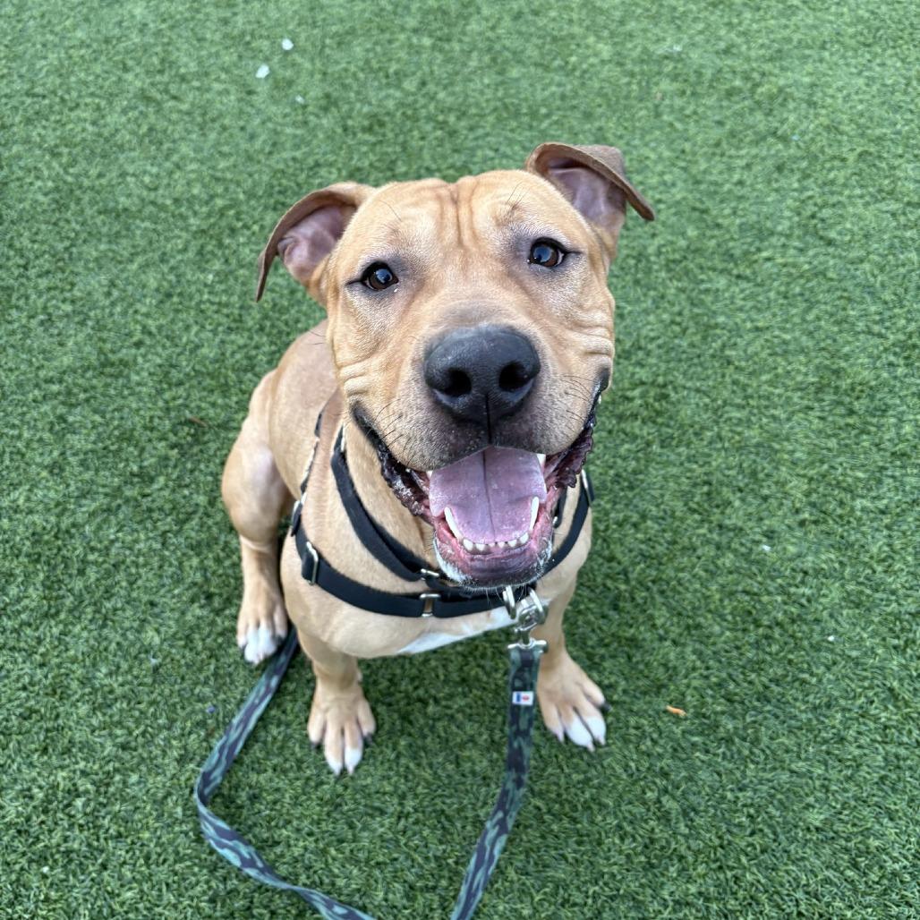Enlarge Satchel, a Adoptable Mixed Breed in Pittsburgh, PA image 2/6