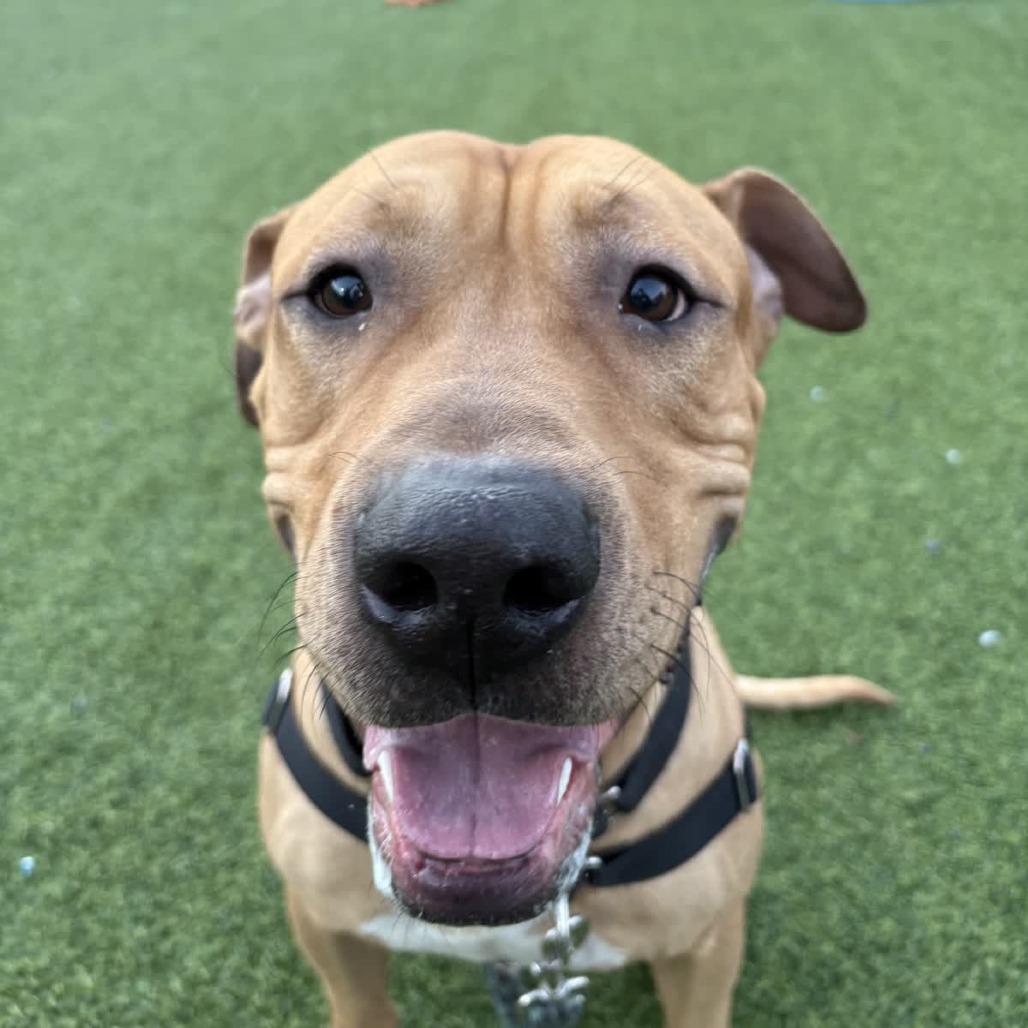 Enlarge Satchel, a Adoptable Mixed Breed in Pittsburgh, PA image 3/6