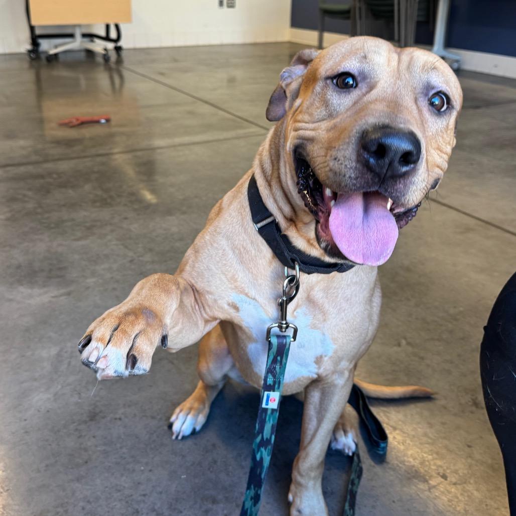 Enlarge Satchel, a Adoptable Mixed Breed in Pittsburgh, PA image 4/6
