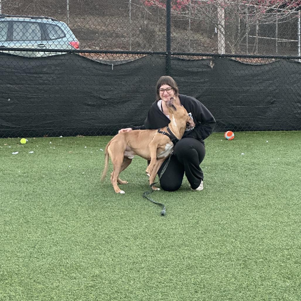 Enlarge Satchel, a Adoptable Mixed Breed in Pittsburgh, PA image 5/6