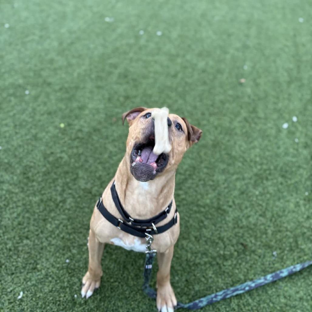 Enlarge Satchel, a Adoptable Mixed Breed in Pittsburgh, PA image 6/6