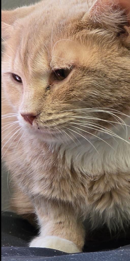 Enlarge LENNY, a Adoptable mixed breed in Muskegon, MI image 1/6