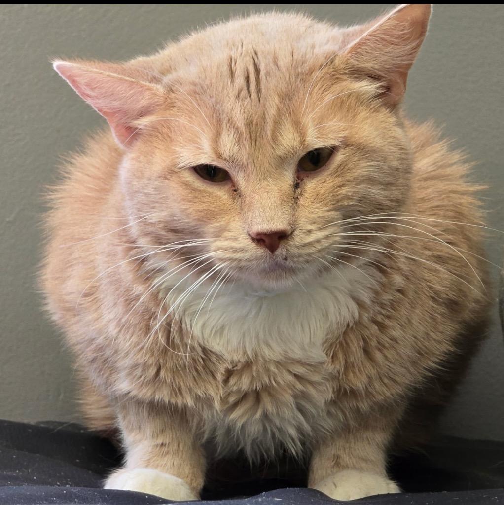 Enlarge LENNY, a Adoptable mixed breed in Muskegon, MI image 2/6