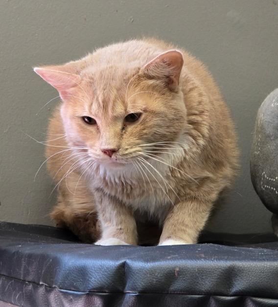 Enlarge LENNY, a Adoptable mixed breed in Muskegon, MI image 3/6