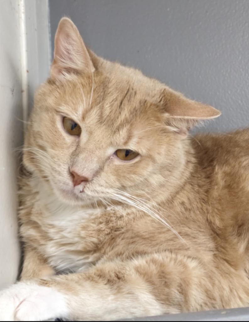 Enlarge LENNY, a Adoptable mixed breed in Muskegon, MI image 5/6