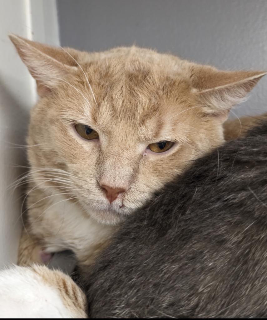 Enlarge LENNY, a Adoptable mixed breed in Muskegon, MI image 6/6