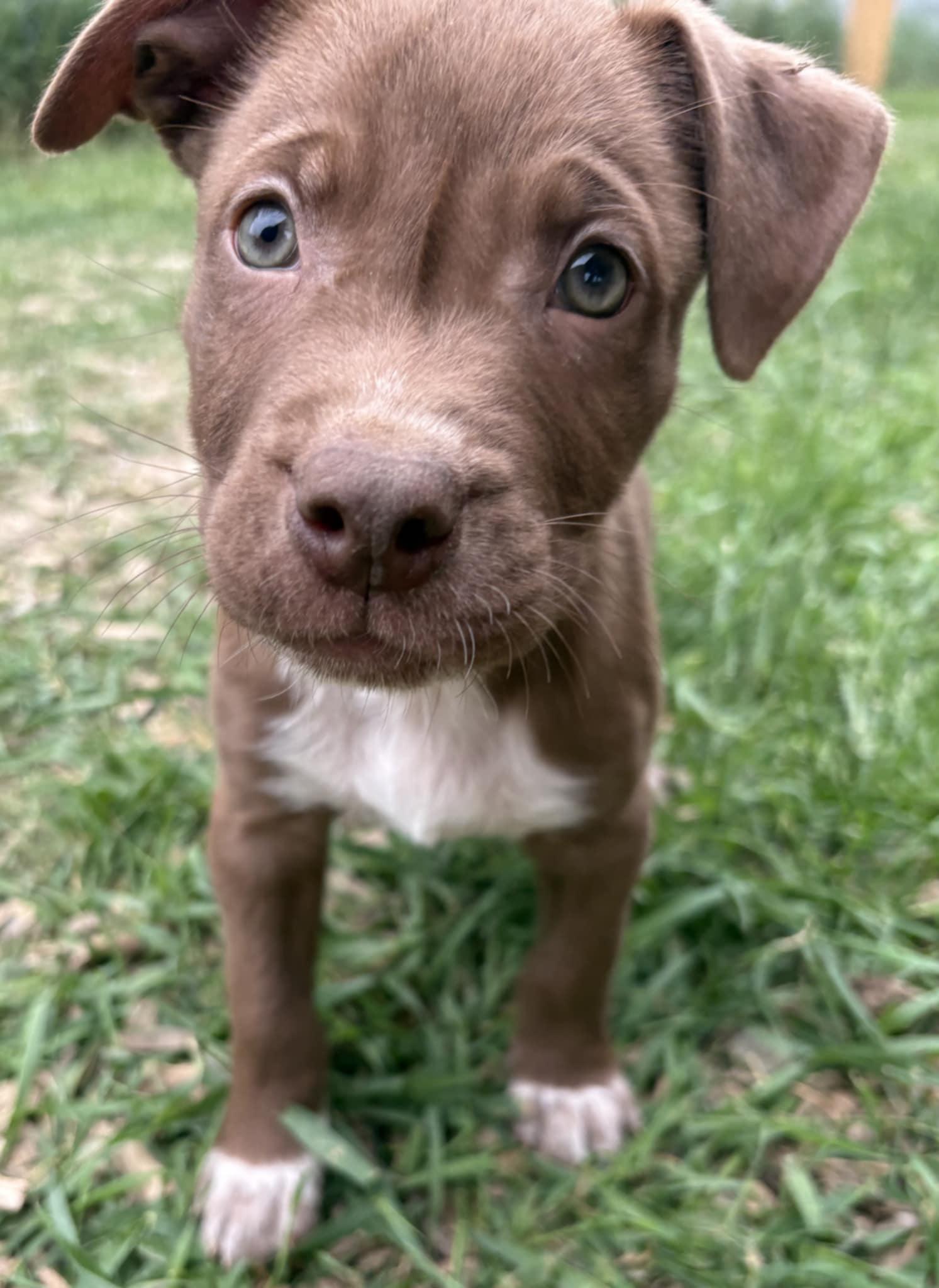 Everest, Adopted, Puppy Male Australian Shepherd & American Bully.
