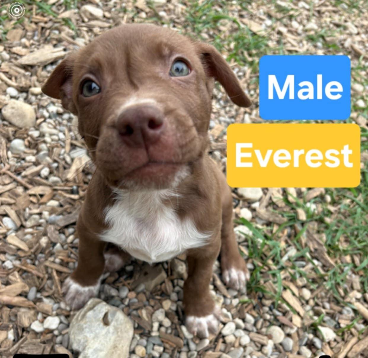 Enlarge Everest, a Adopted mixed breed in Kemble, ON image 3/3