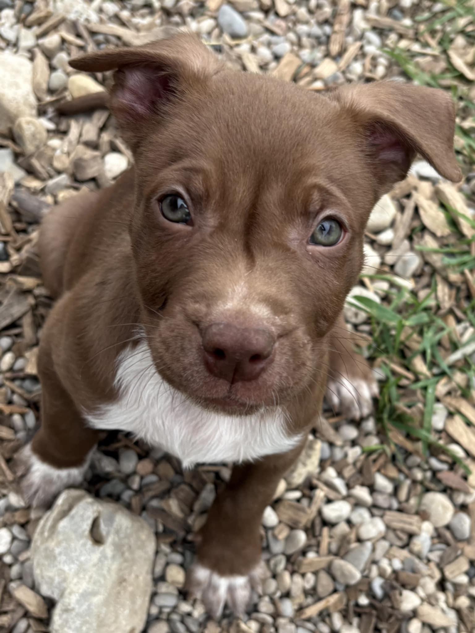 Enlarge Everest, a Adopted mixed breed in Kemble, ON image 2/3
