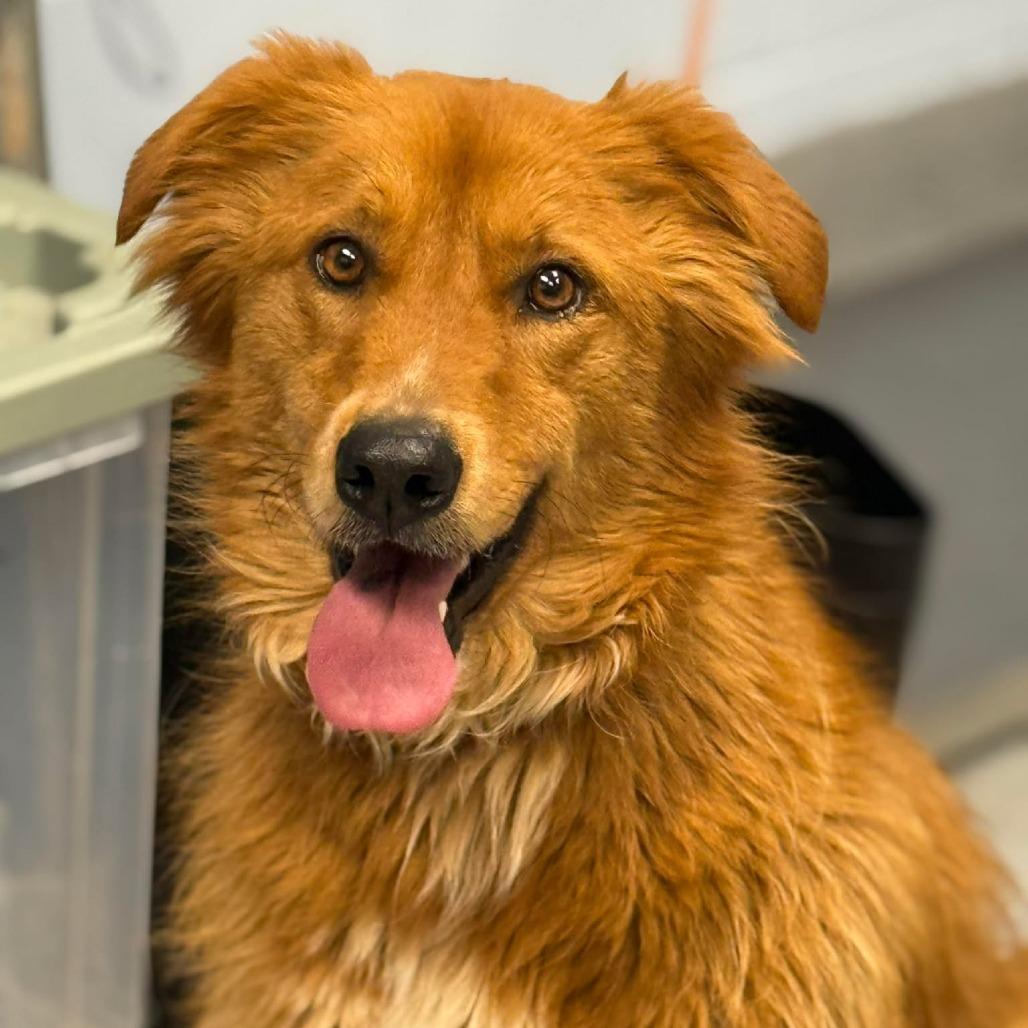 Enlarge Minnie, a Adoptable mixed breed in Martinsville, VA image 1/2