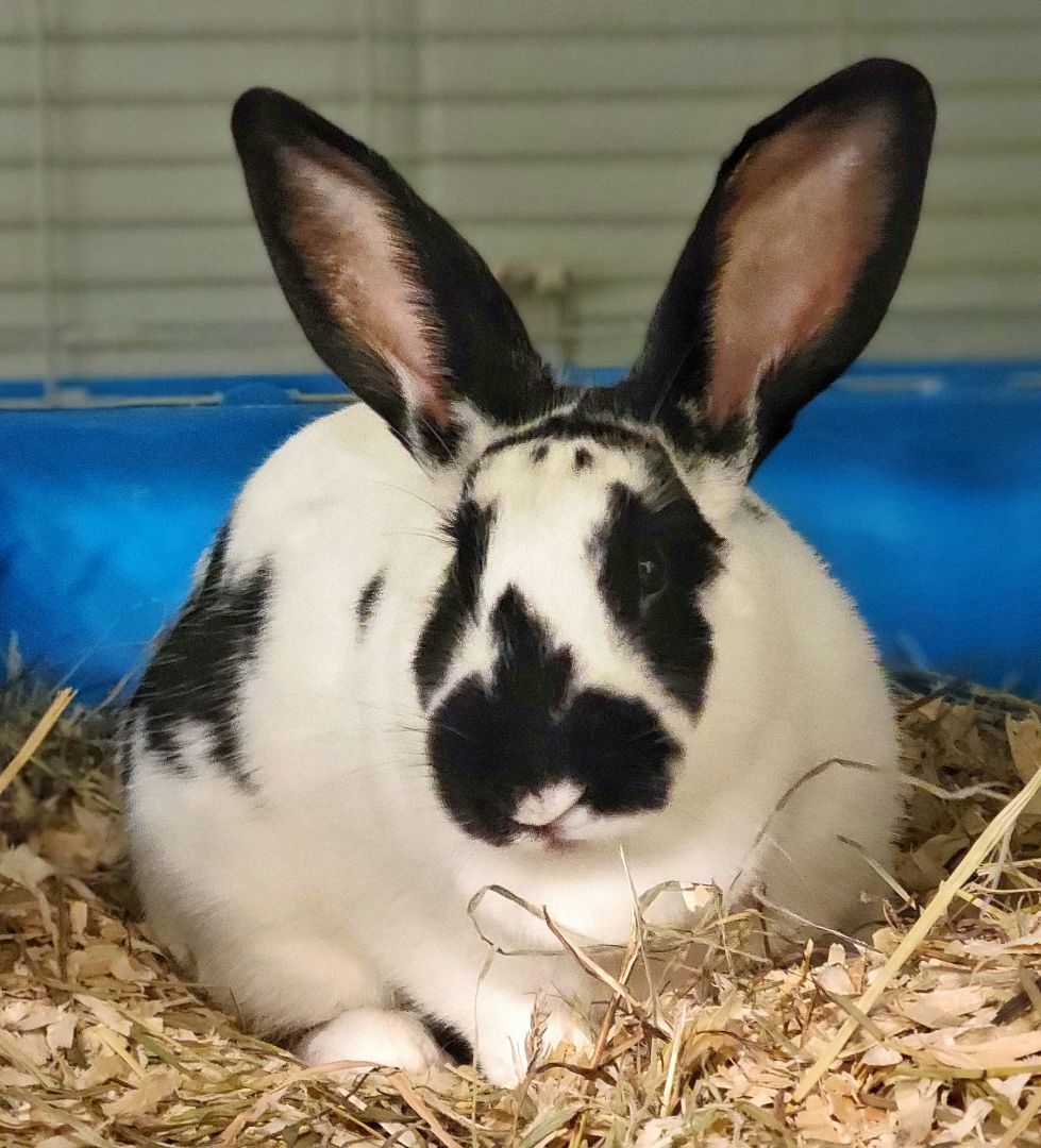 Rabbit for adoption - #180 Ditaloni, an English Spot Mix in Amityville ...