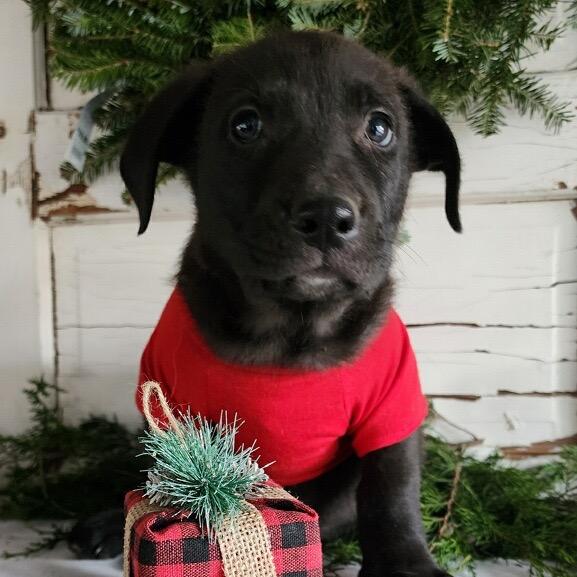 Enlarge Ted, a Adoptable mixed breed in Duck River, TN image 1/3