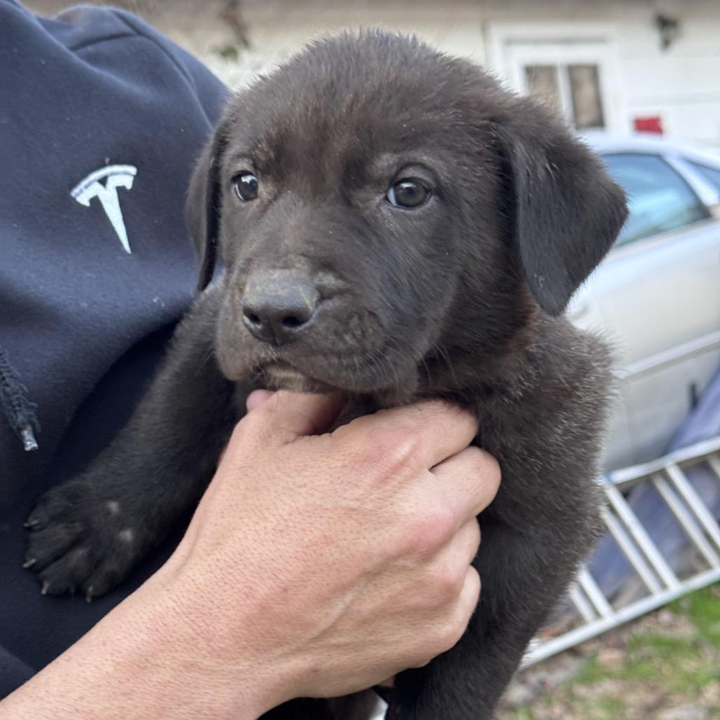Enlarge Ted, a Adoptable mixed breed in Duck River, TN image 2/3