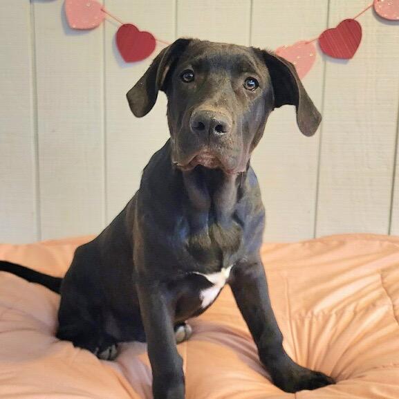 Enlarge Ted, a Adoptable mixed breed in Duck River, TN image 3/3