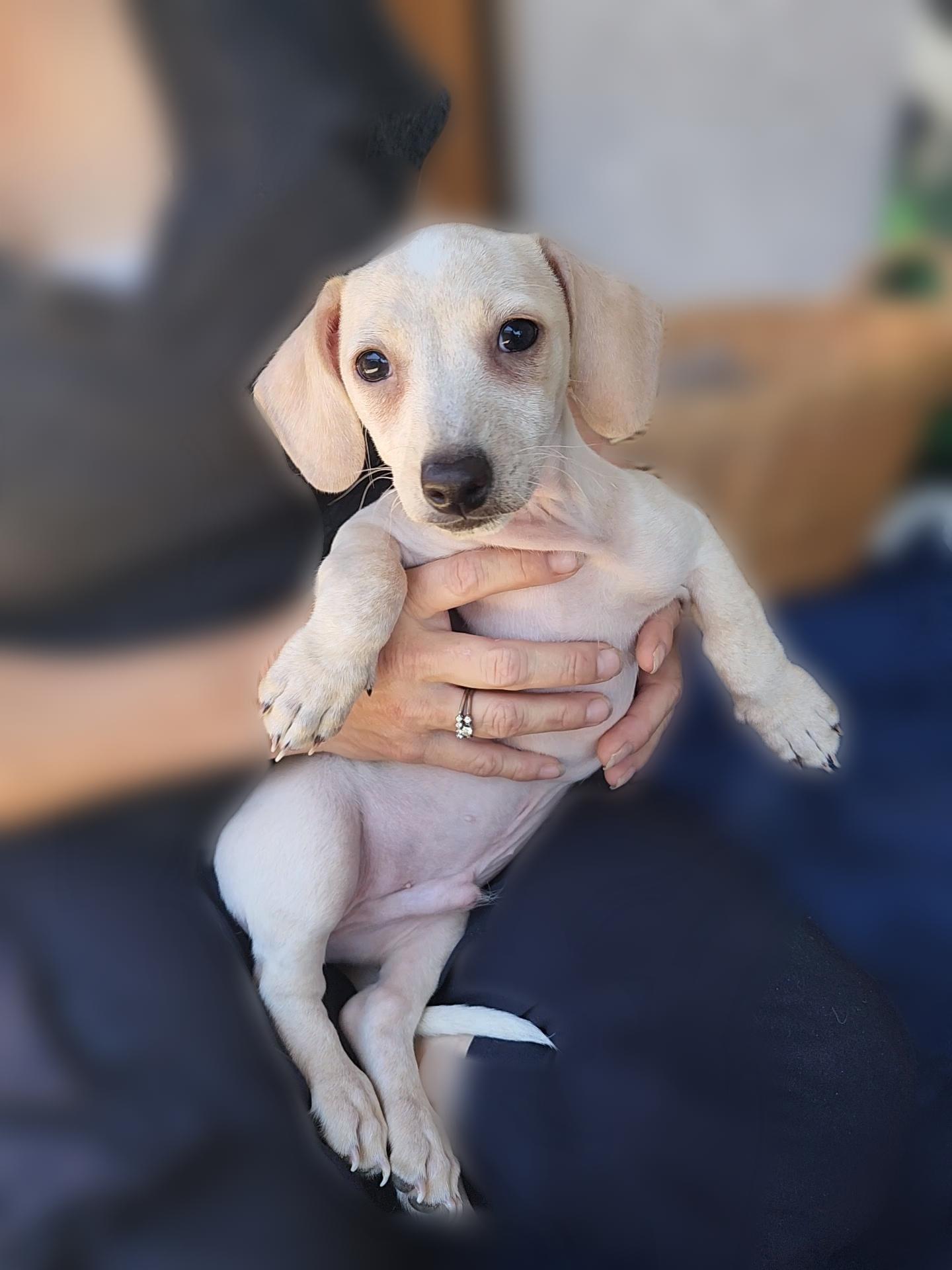 Hudson, a Adopted mixed breed in Bakersfield, CA image 1/2