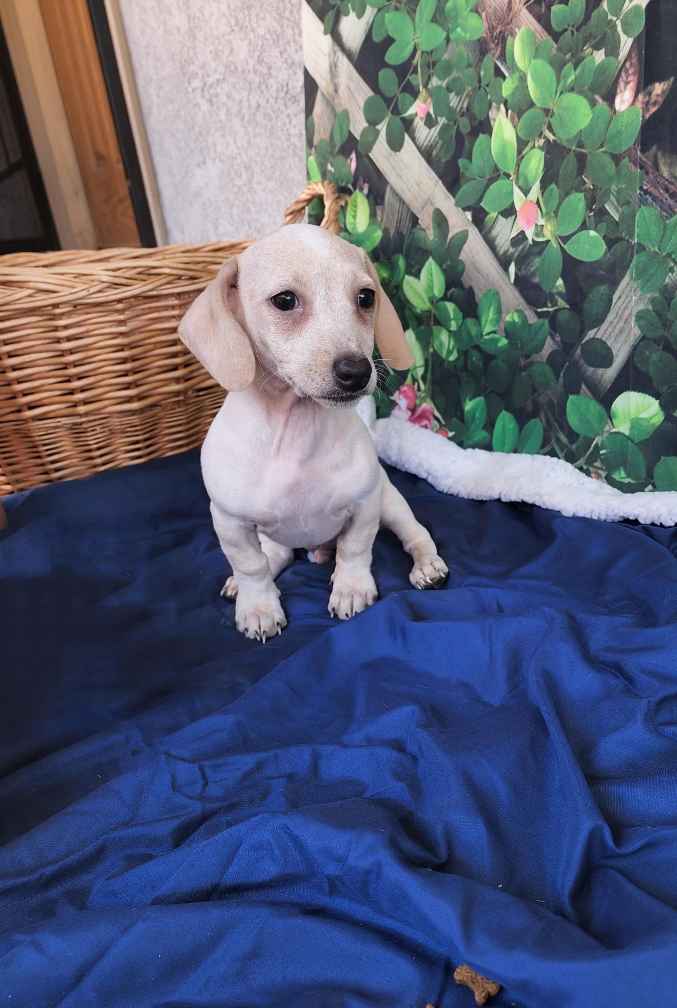 Hudson, a Adopted mixed breed in Bakersfield, CA image 2/2