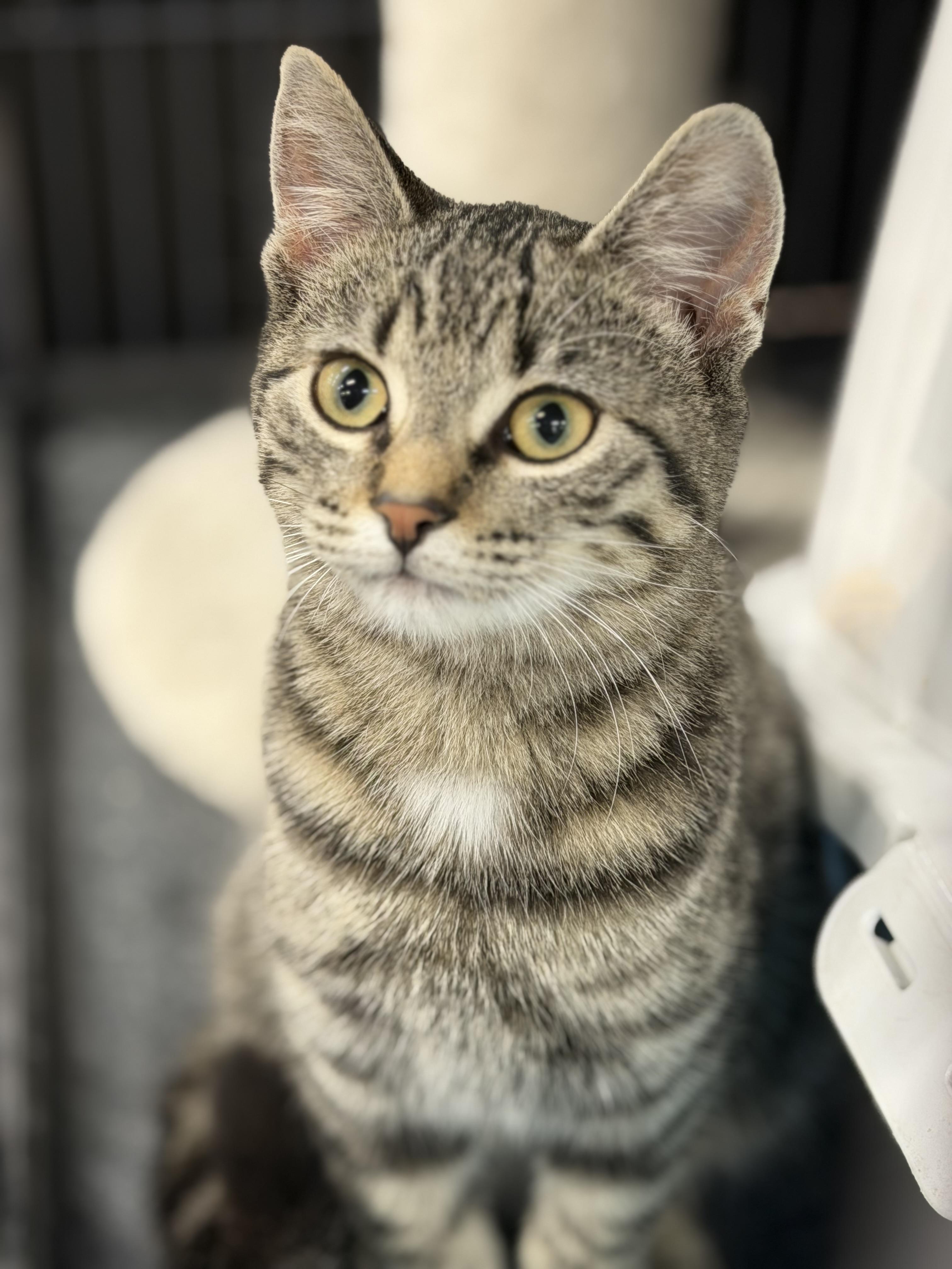 Enlarge Salade, a Adoptable mixed breed in Steinbach, MB image 1/5