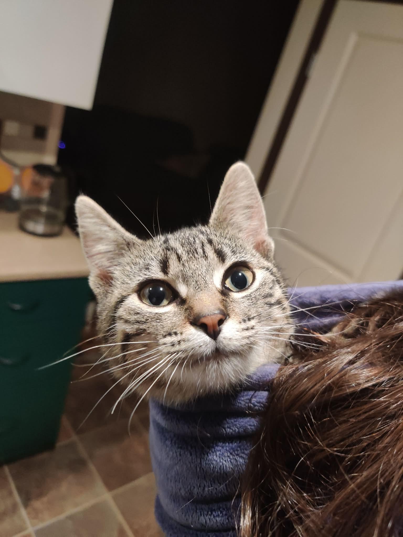 Salade, Adoptable, Kitten Female Domestic Short Hair.