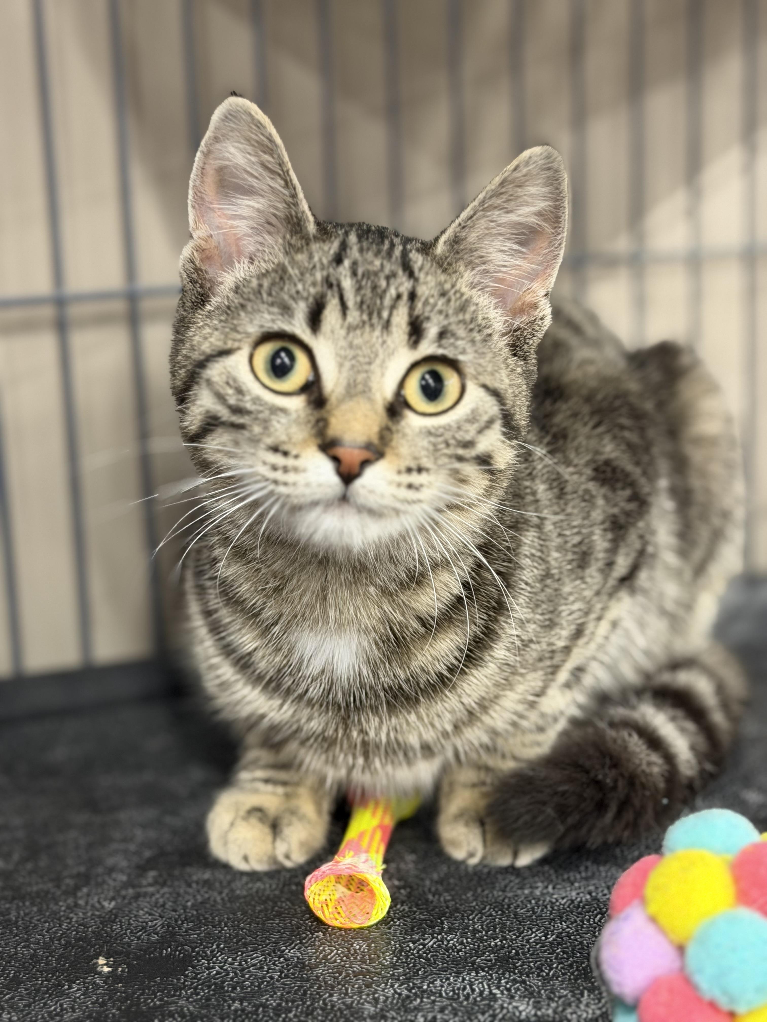 Enlarge Salade, a Adoptable mixed breed in Steinbach, MB image 4/5