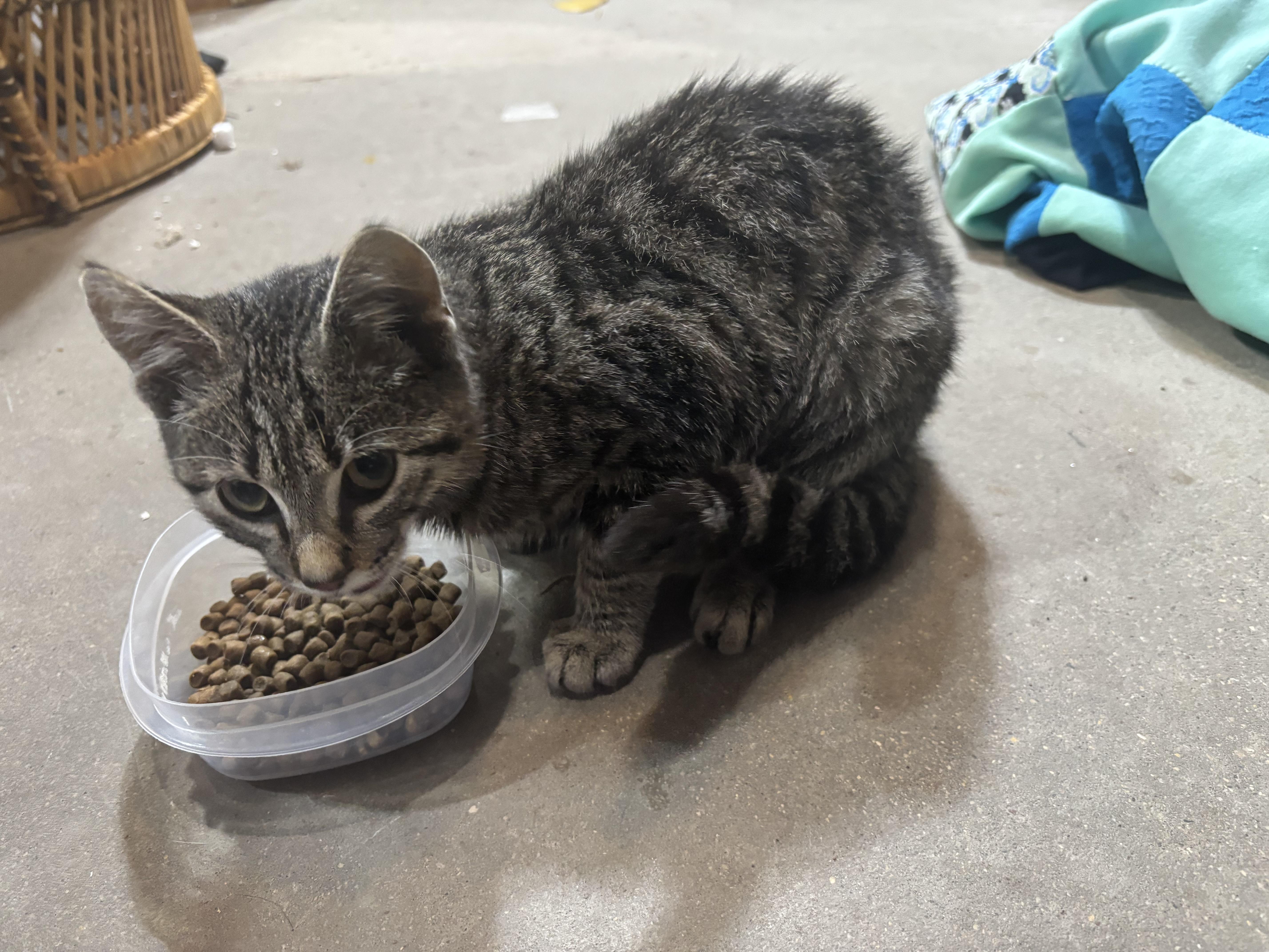 Enlarge Salade, a Adoptable mixed breed in Steinbach, MB image 5/5