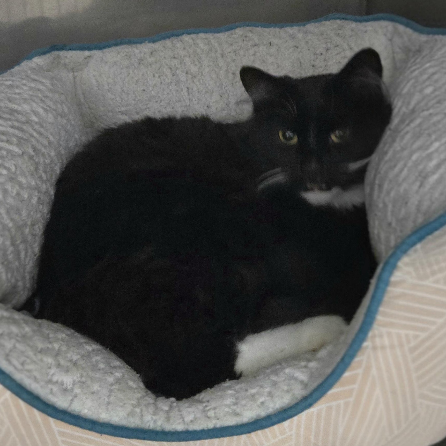 Drako, an adopted Domestic Long Hair in Grand Rapids, MI image 4/6