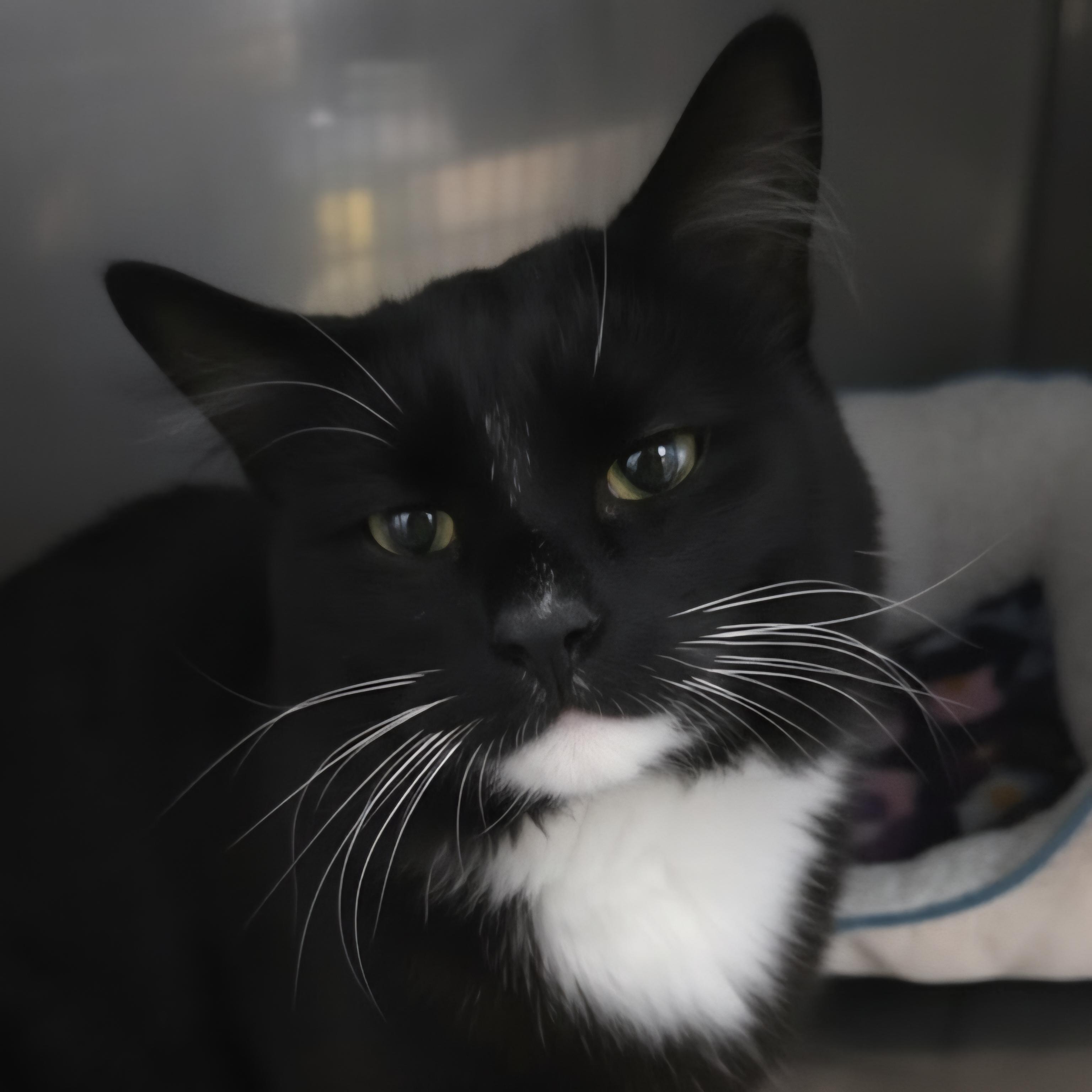 Drako, adopted, Young Male Domestic Long Hair.