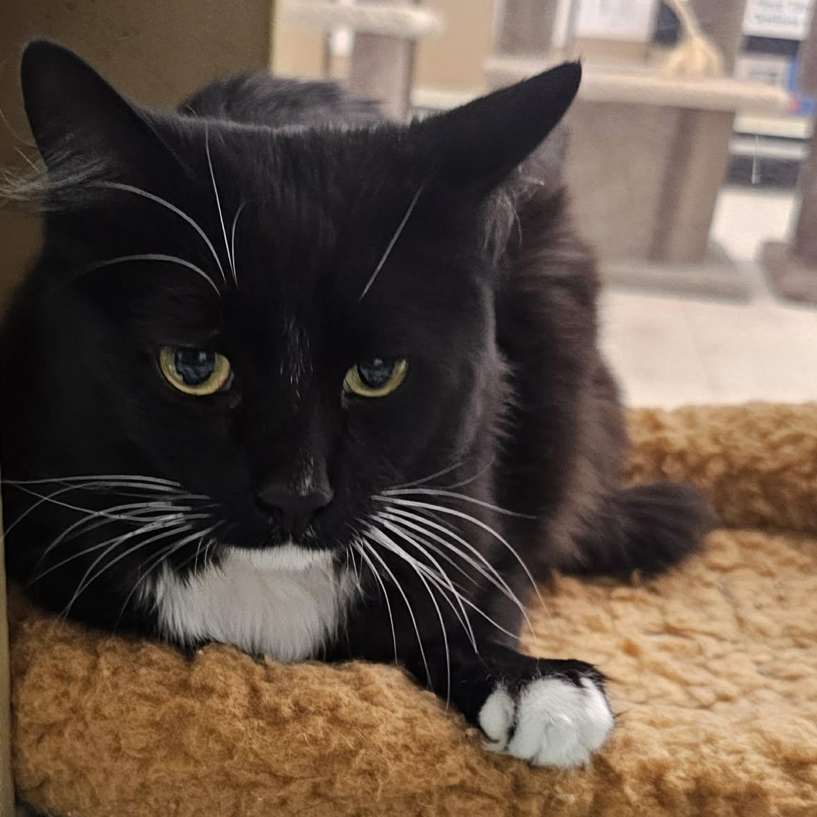 Drako, an adopted Domestic Long Hair in Grand Rapids, MI image 2/6