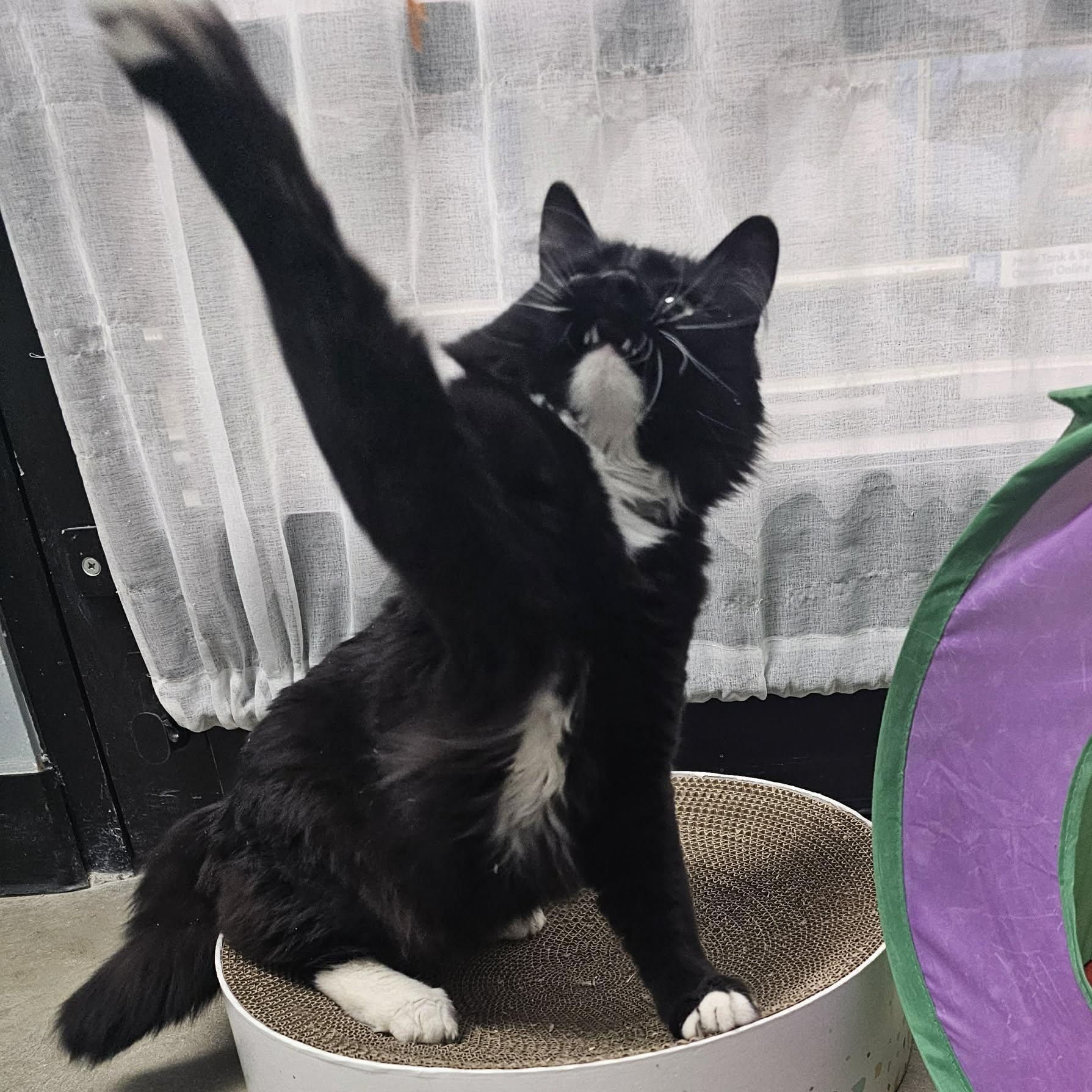 Drako, an adopted Domestic Long Hair in Grand Rapids, MI image 3/6