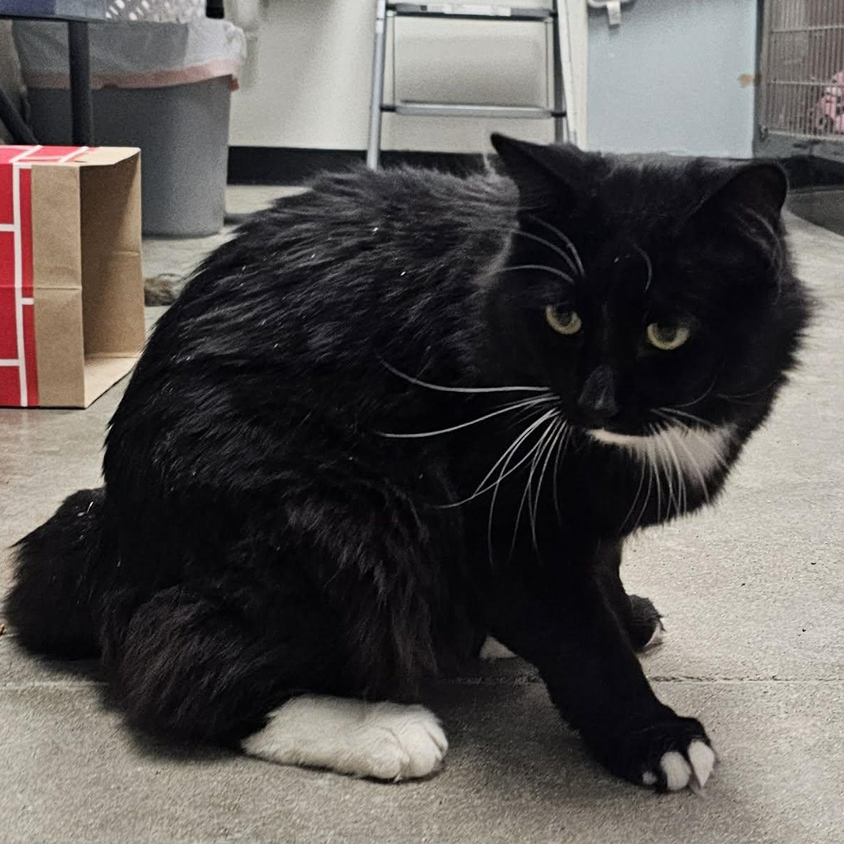 Drako, an adopted Domestic Long Hair in Grand Rapids, MI image 5/6