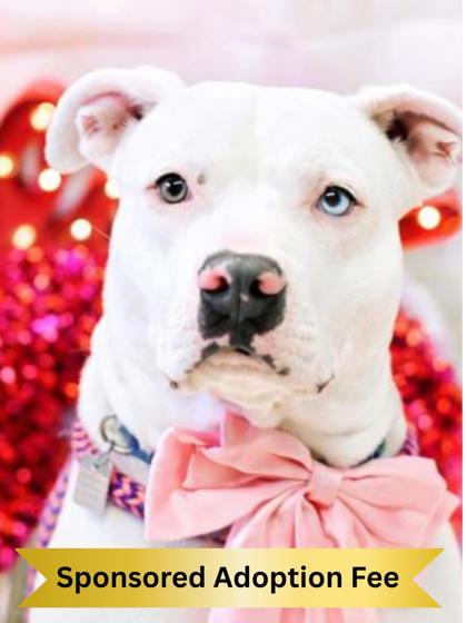 Shirley, ADOPTABLE, Young Female Mixed Breed.