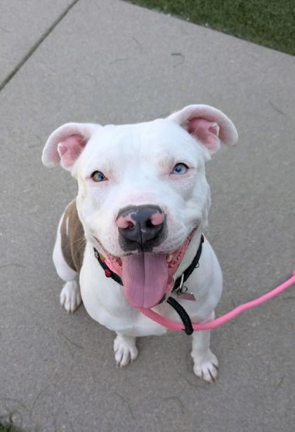 Shirley, a ADOPTABLE Mixed Breed in Hamilton, OH image 2/2