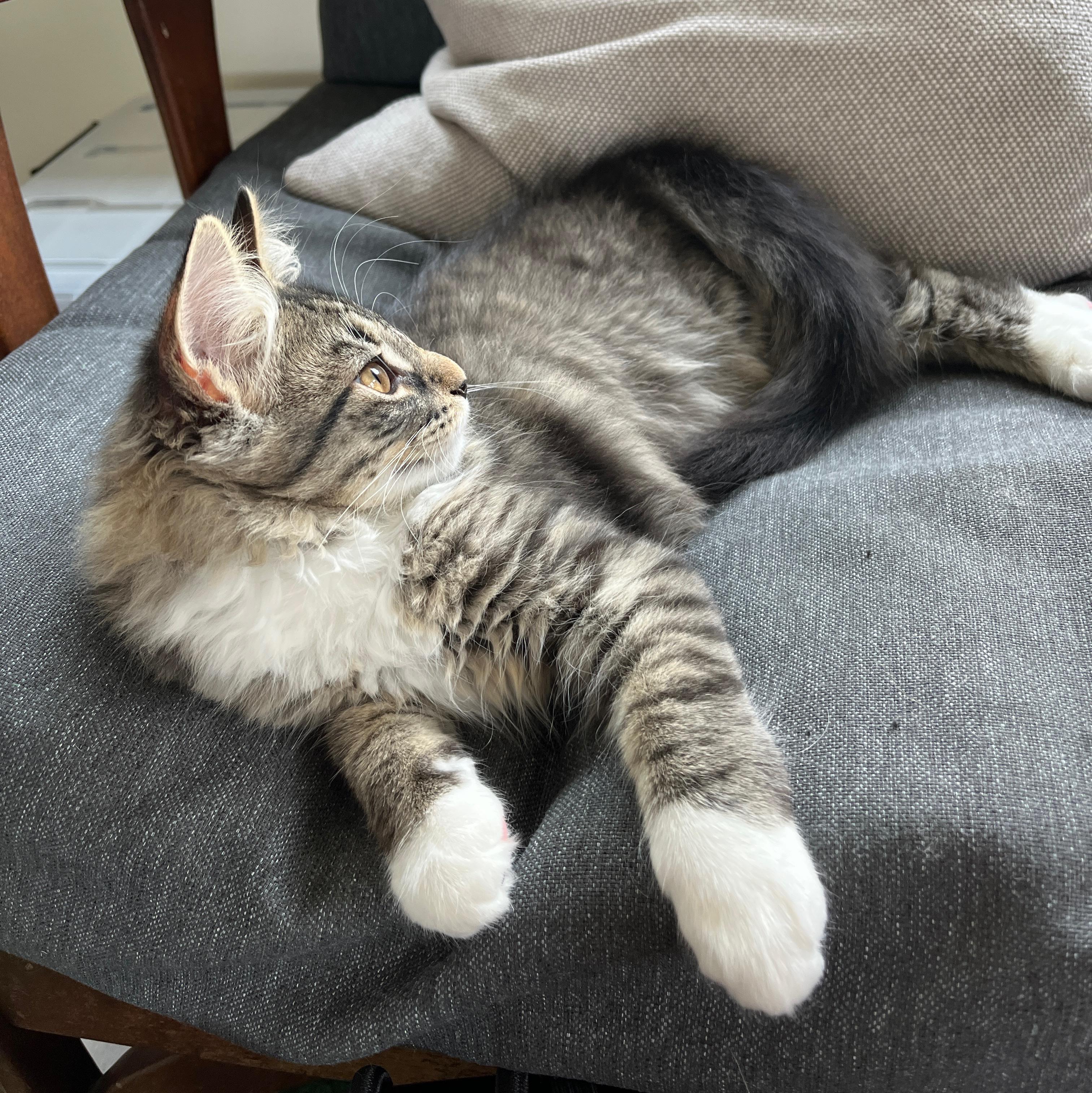 Flash, an adopted Domestic Long Hair in Neenah, WI image 6/6