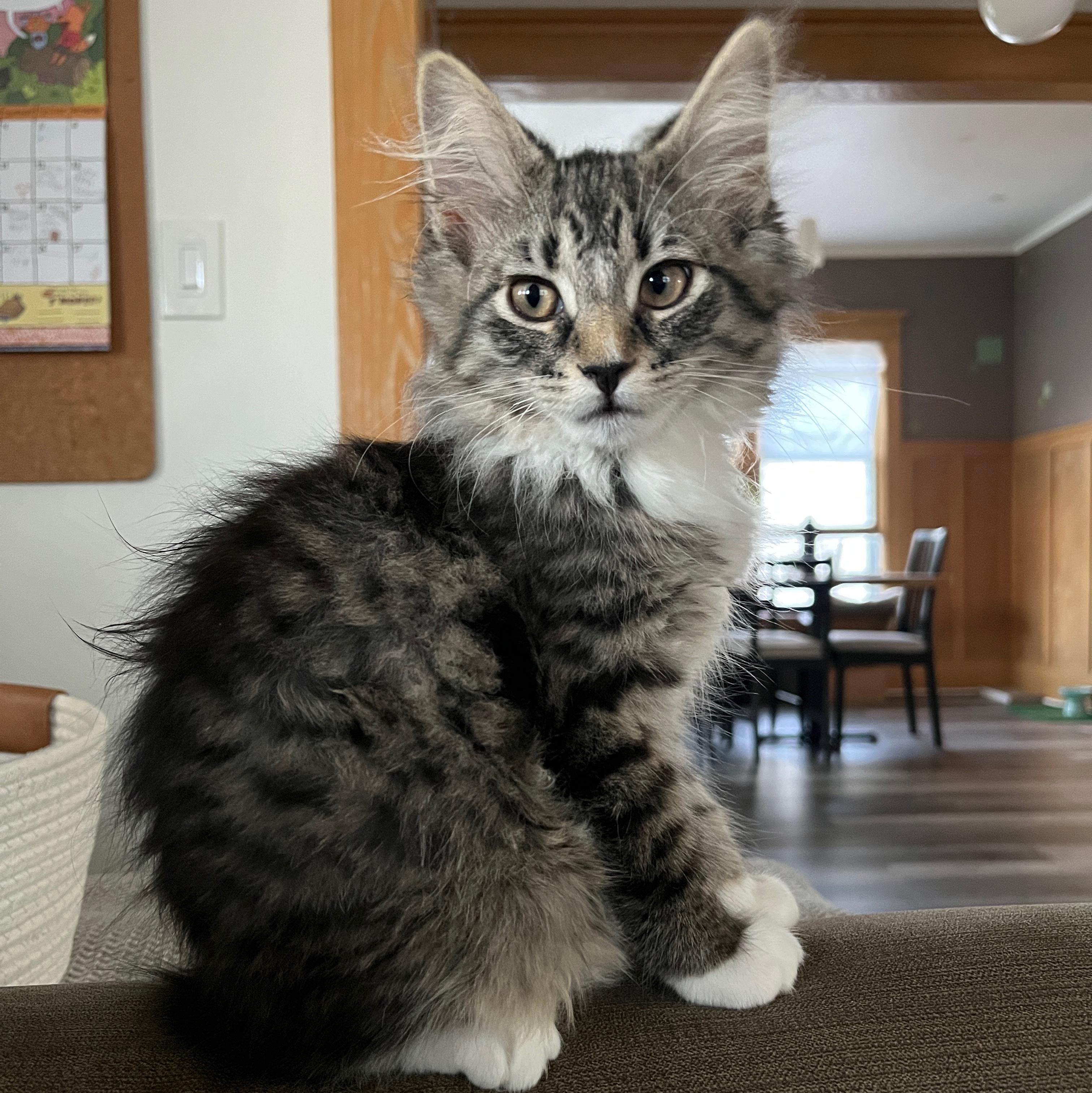 Flash, an adopted Domestic Long Hair in Neenah, WI image 3/6