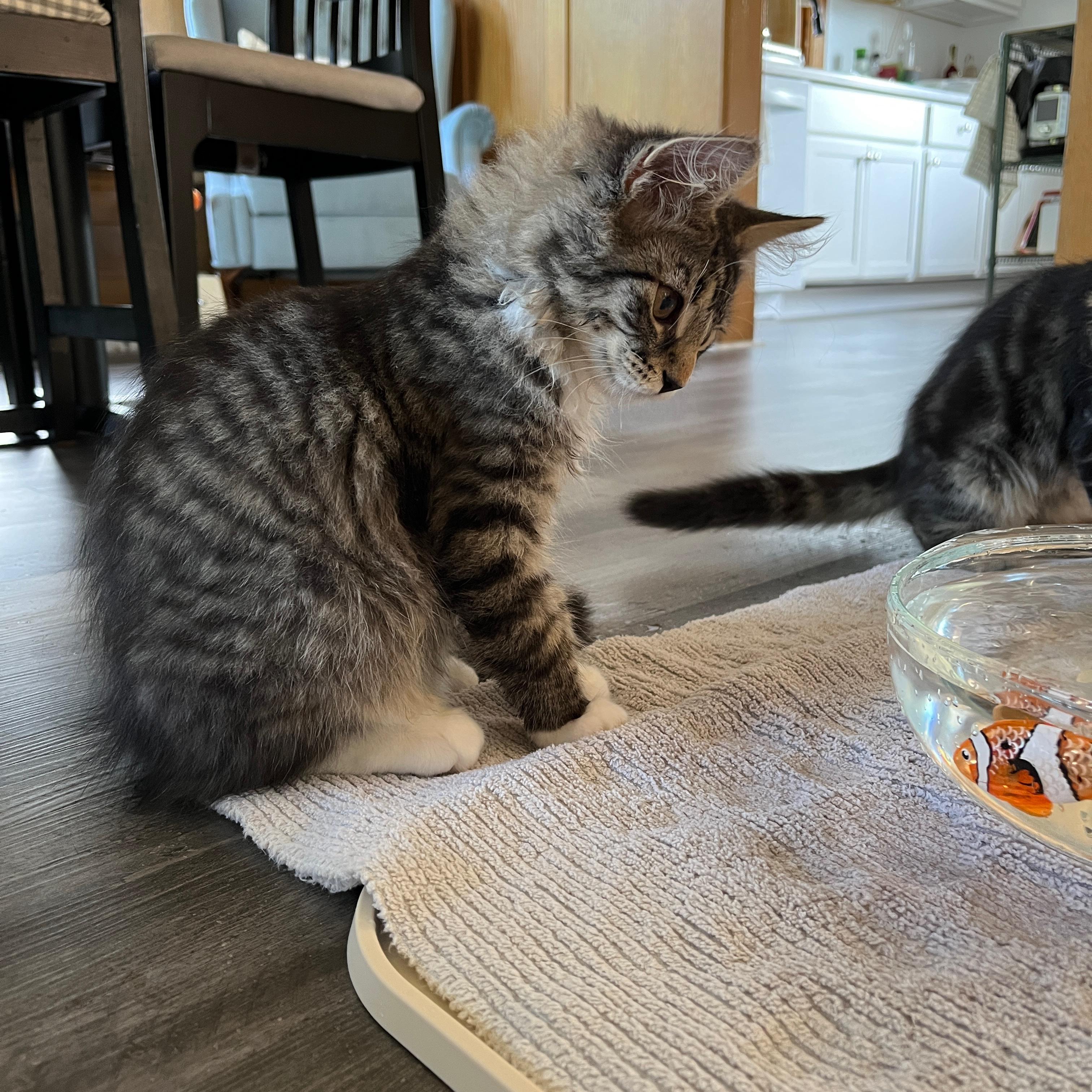 Flash, an adopted Domestic Long Hair in Neenah, WI image 5/6