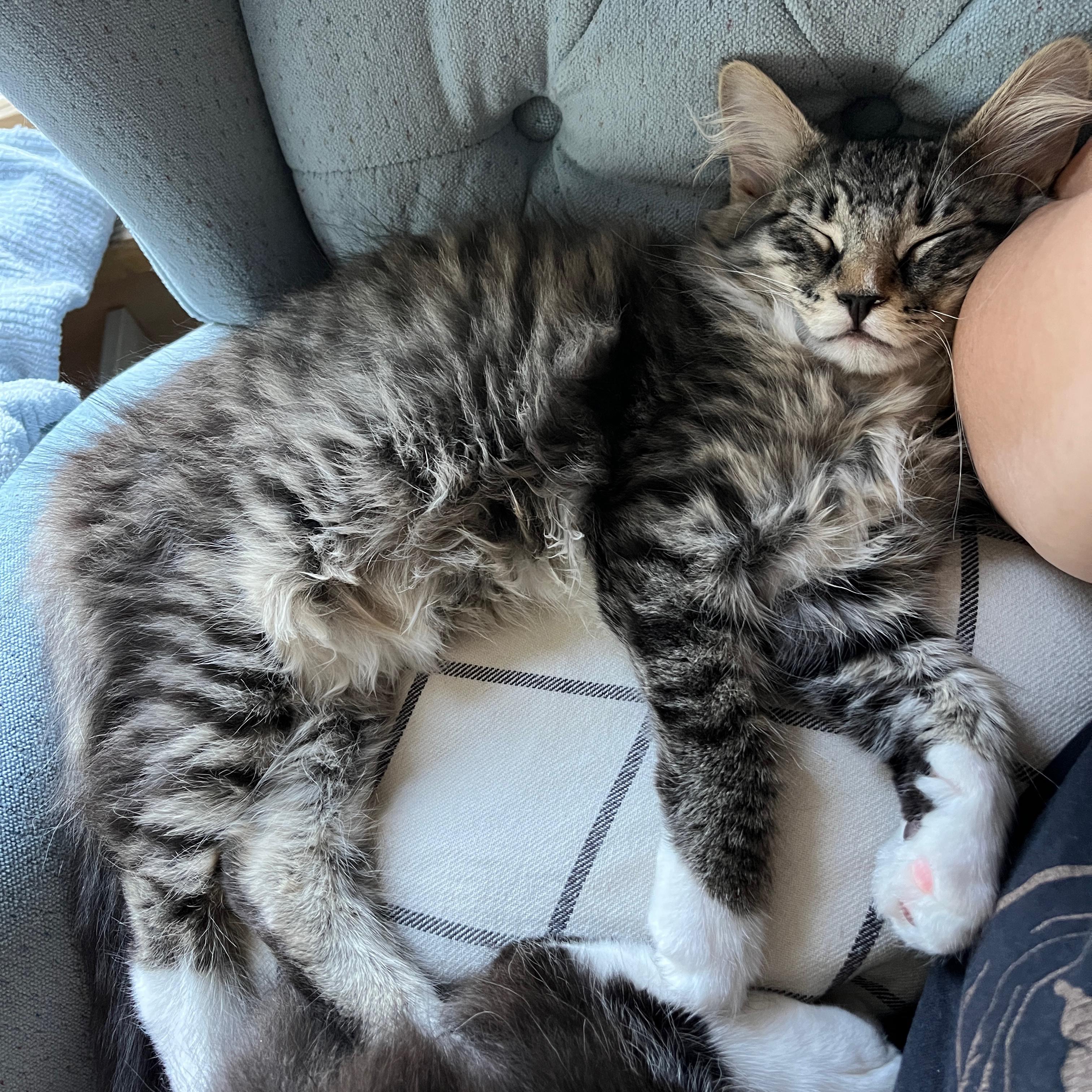 Flash, an adopted Domestic Long Hair in Neenah, WI image 2/6