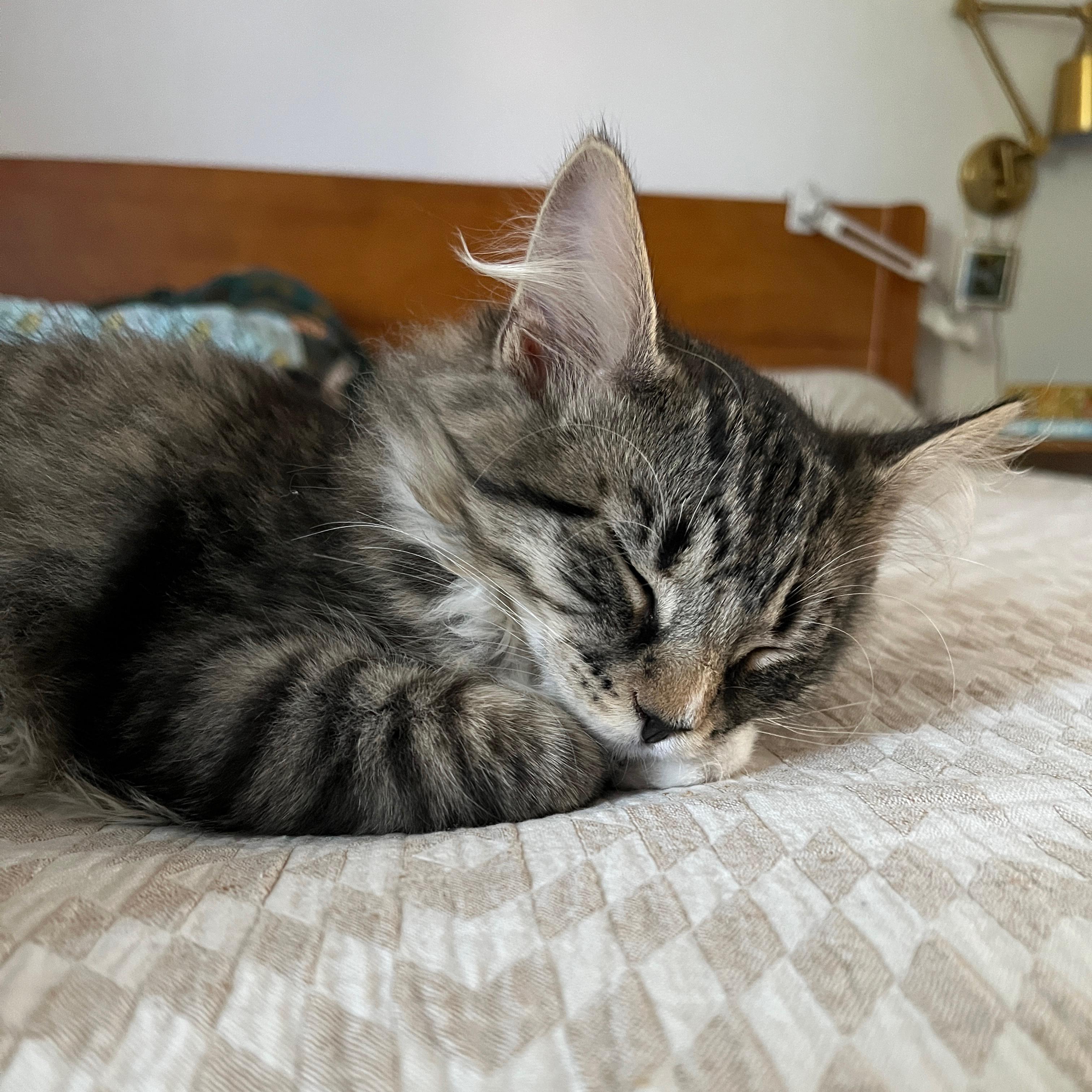 Flash, an adopted Domestic Long Hair in Neenah, WI image 4/6