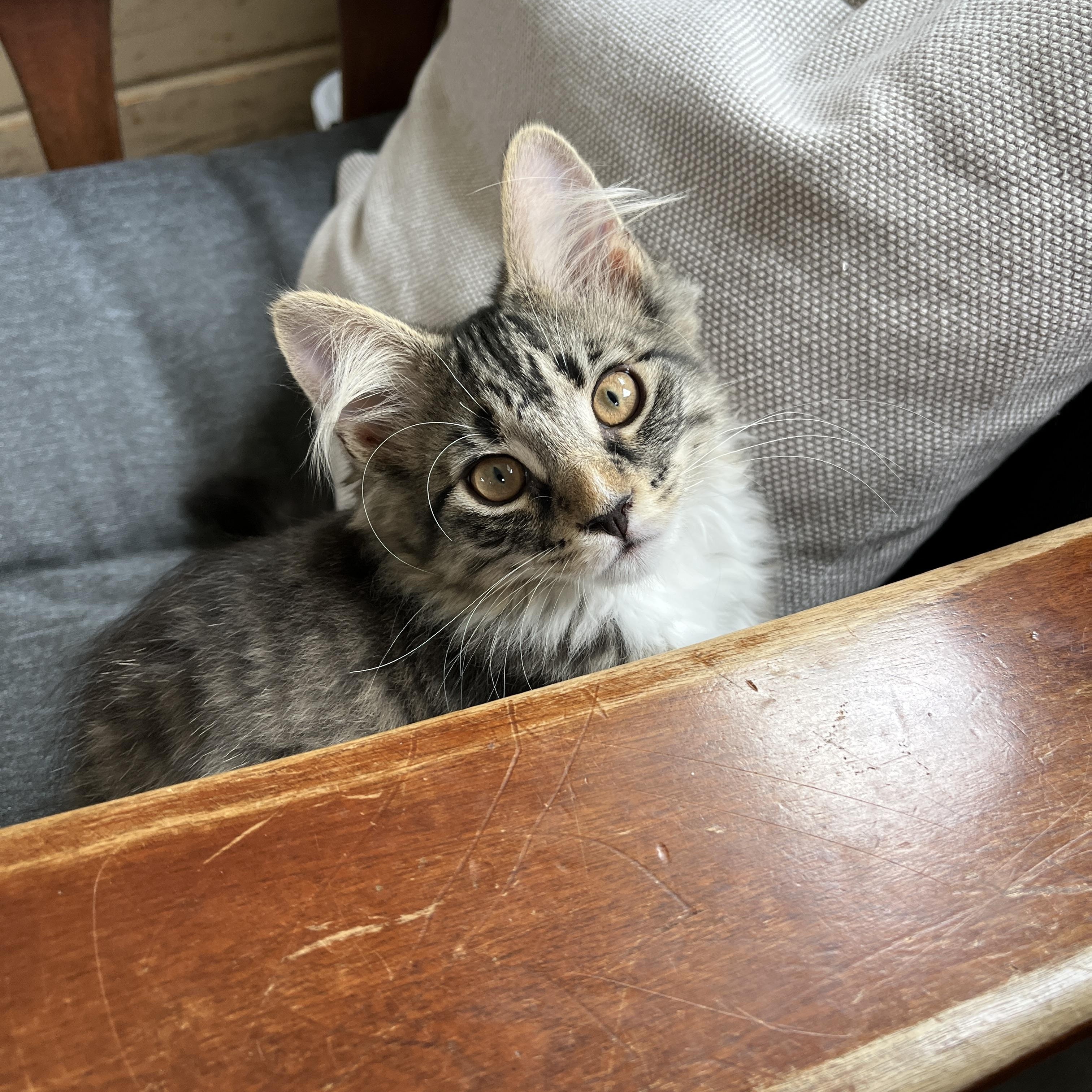 Flash, adopted, Kitten Male Domestic Long Hair.