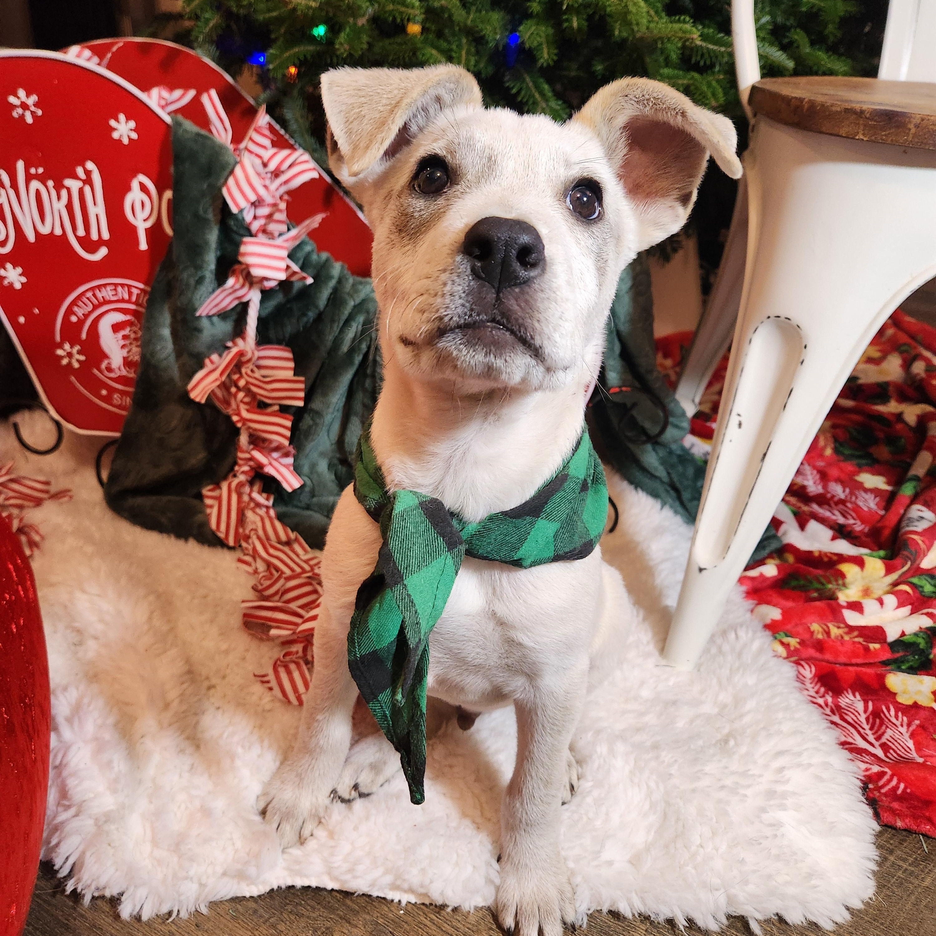 Will, a ADOPTABLE mixed breed in Killeen, TX image 1/6