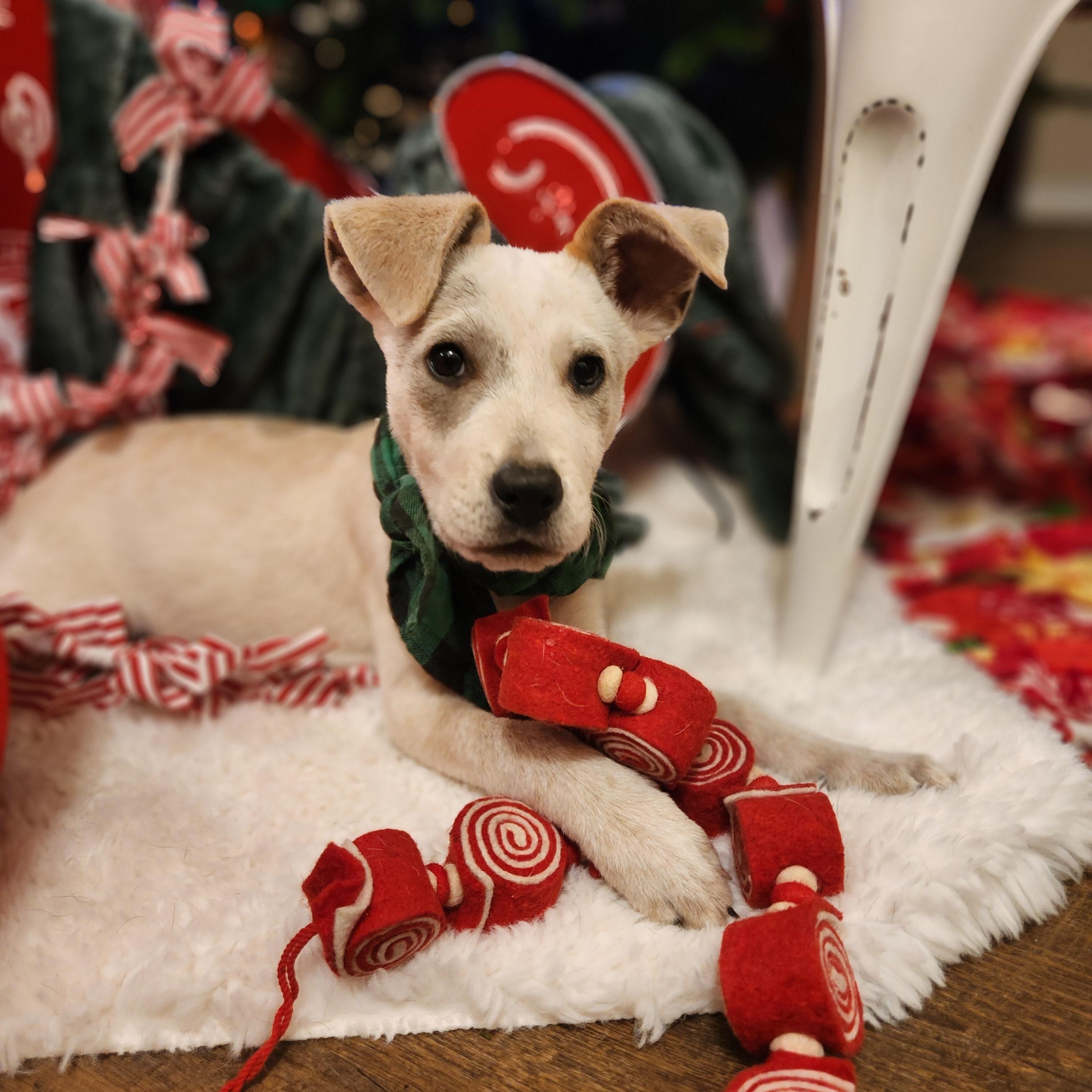 Will, a ADOPTABLE mixed breed in Killeen, TX image 5/6