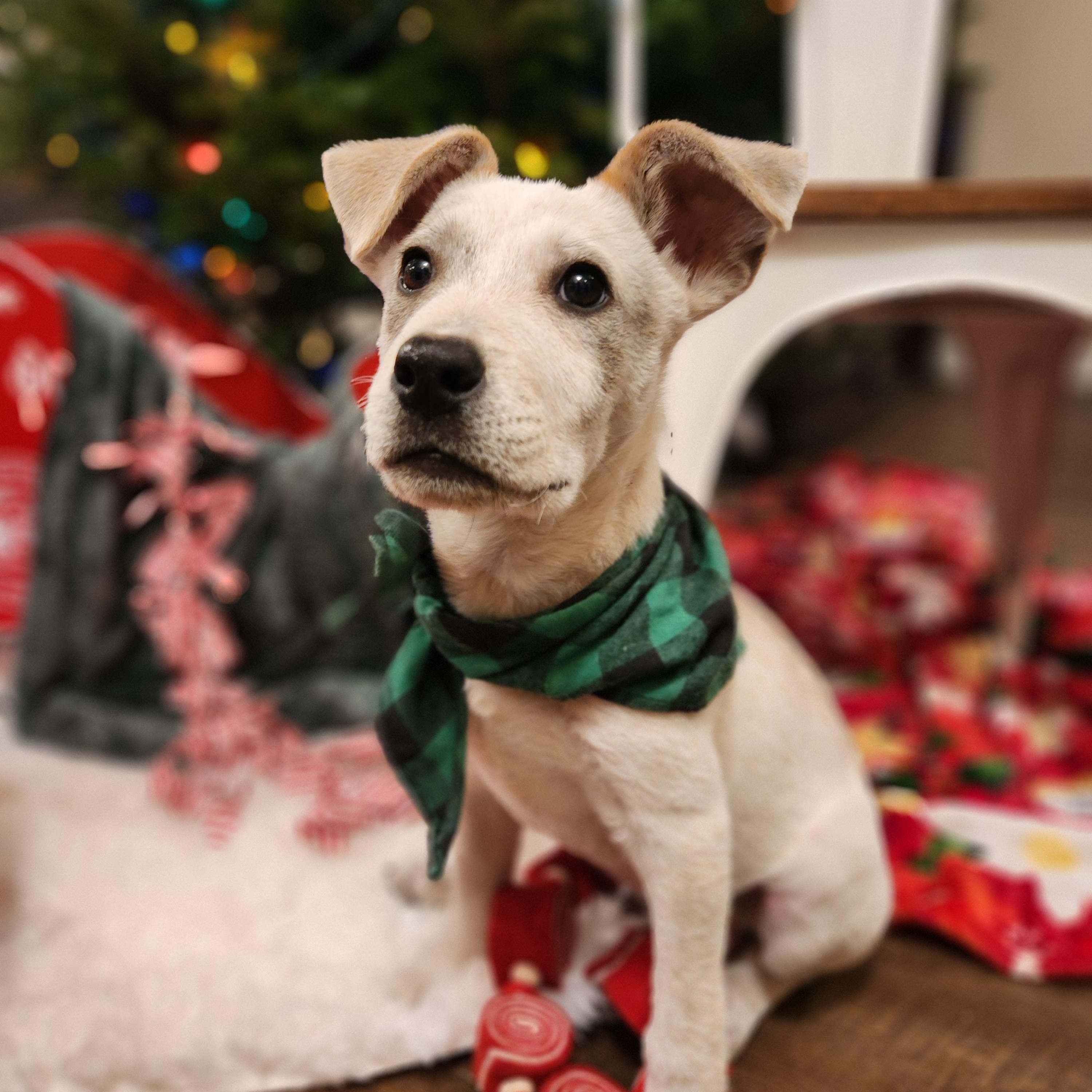 Will, a ADOPTABLE mixed breed in Killeen, TX image 4/6