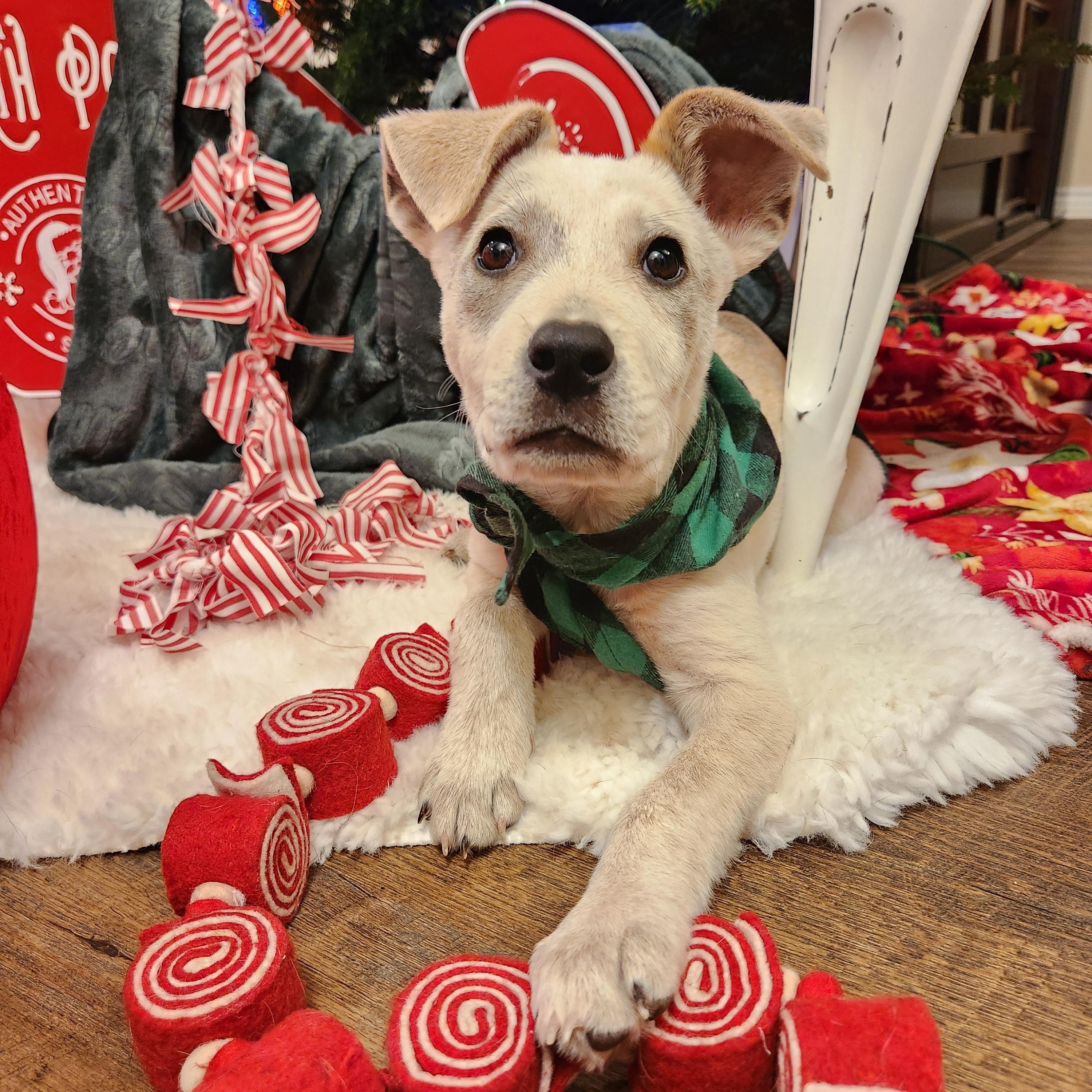 Will, a ADOPTABLE mixed breed in Killeen, TX image 6/6