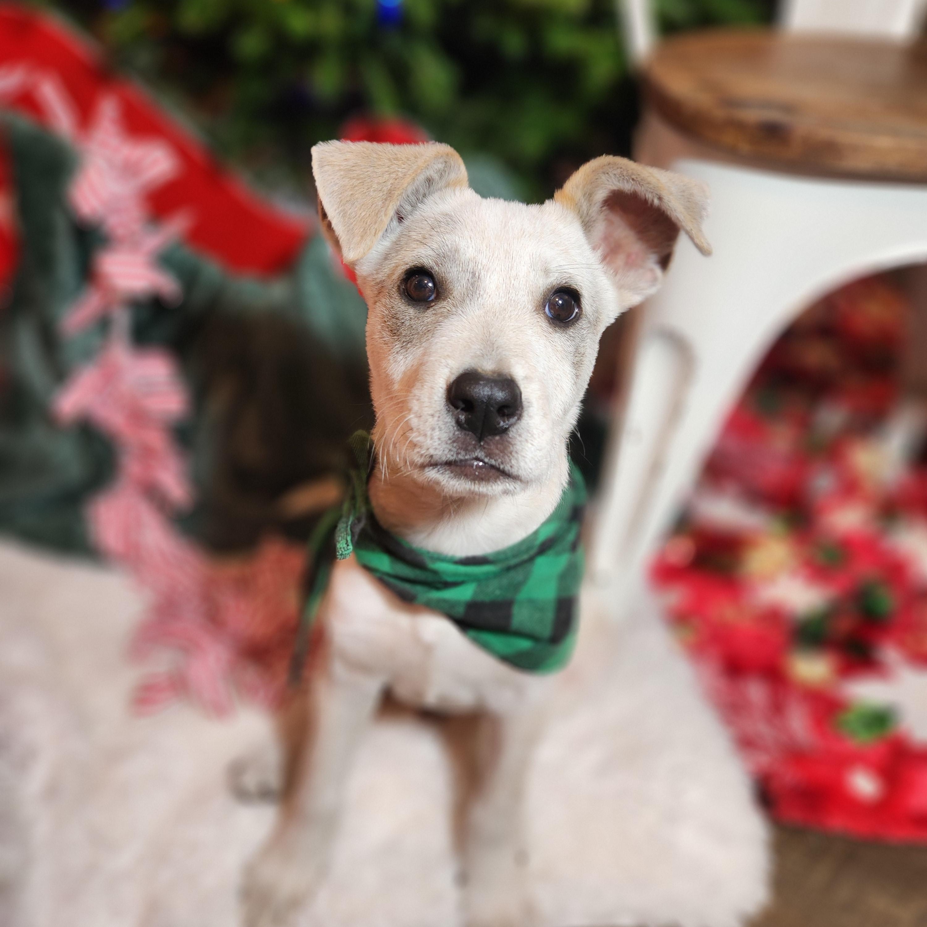 Will, a ADOPTABLE mixed breed in Killeen, TX image 3/6