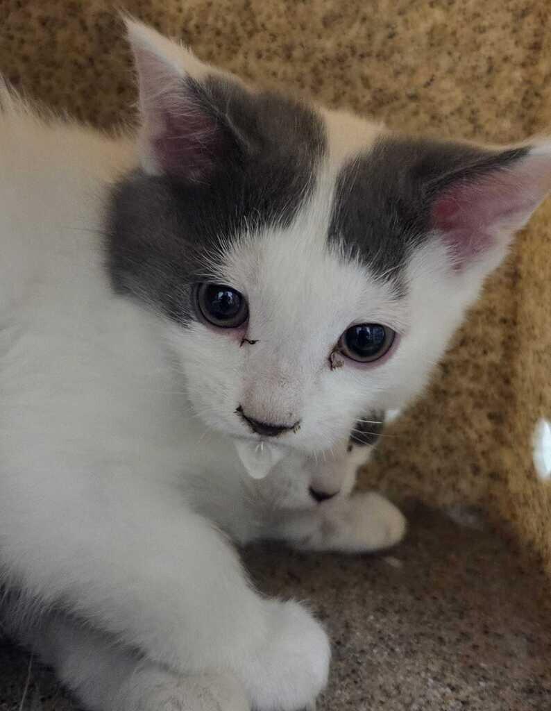 Gilmore, Adoptable, Kitten Male Domestic Short Hair.