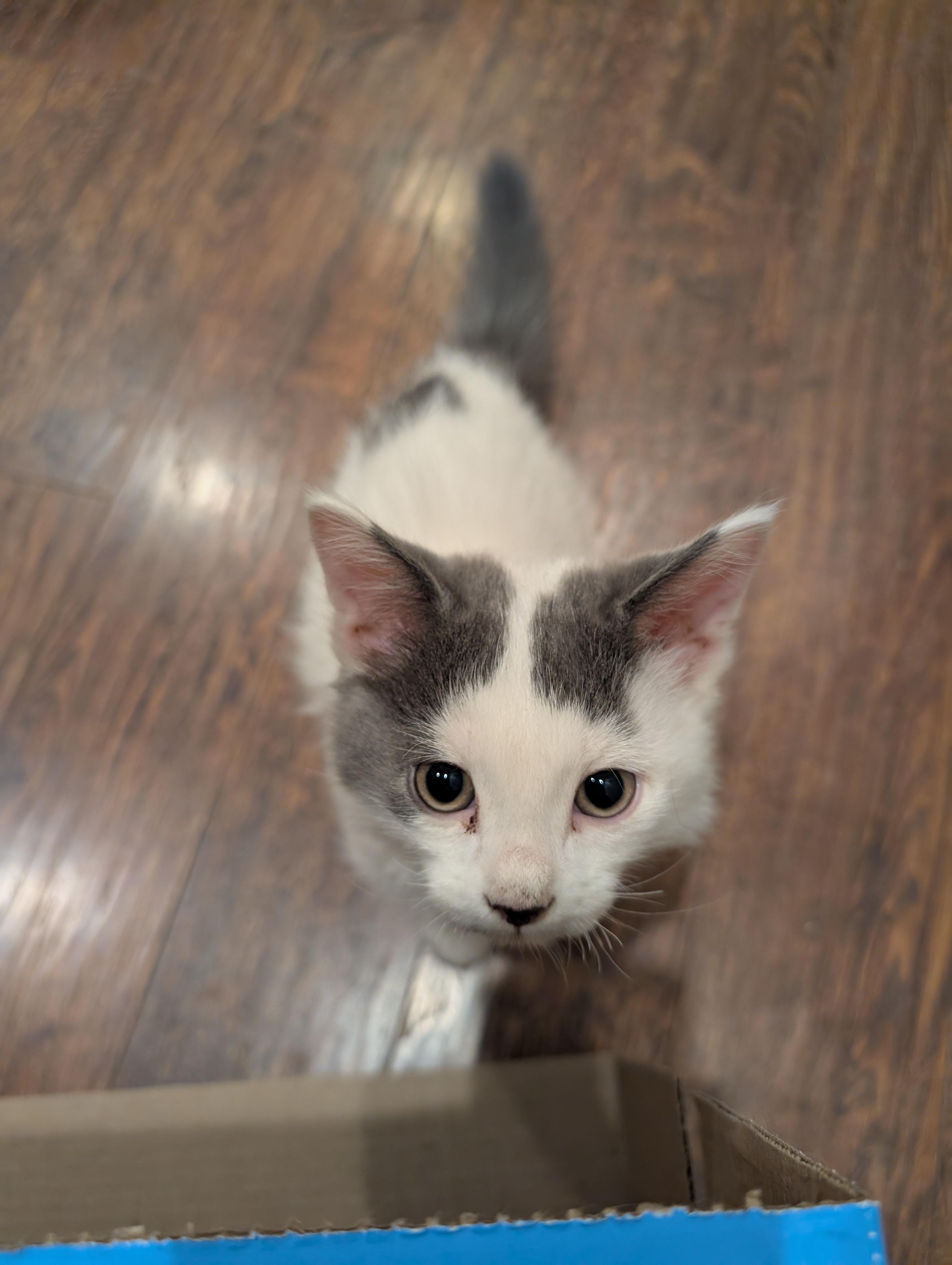 Enlarge Gilmore, a Adoptable Domestic Short Hair in Fruit Heights, UT image 2/6