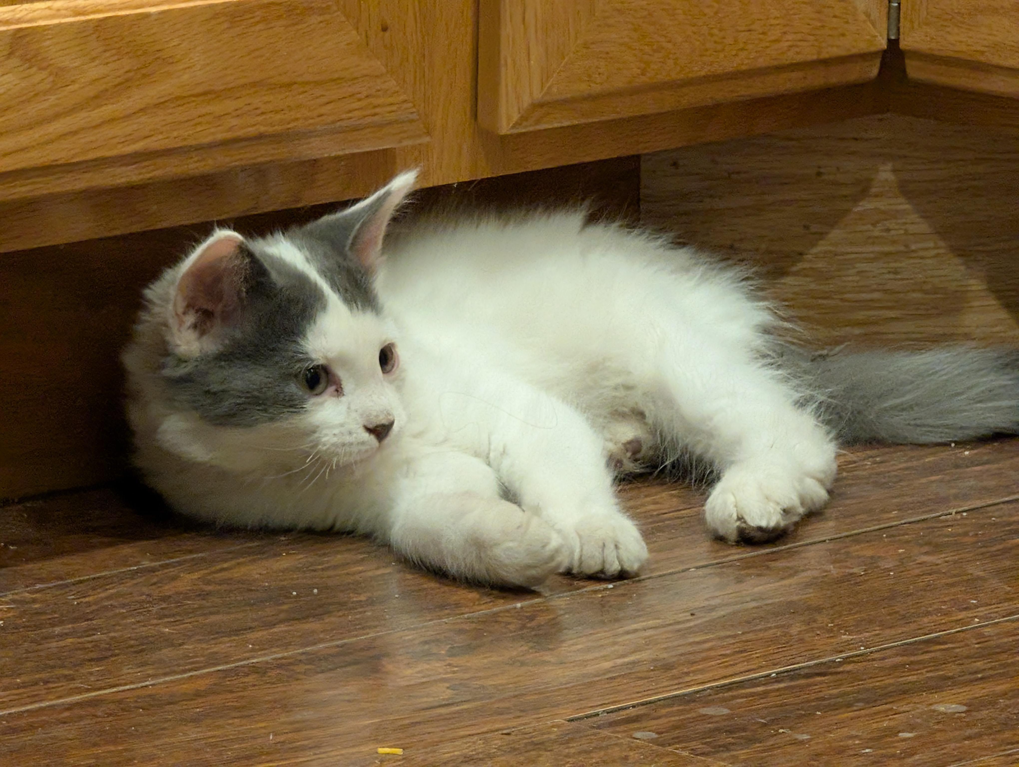 Enlarge Gilmore, a Adoptable Domestic Short Hair in Fruit Heights, UT image 4/6