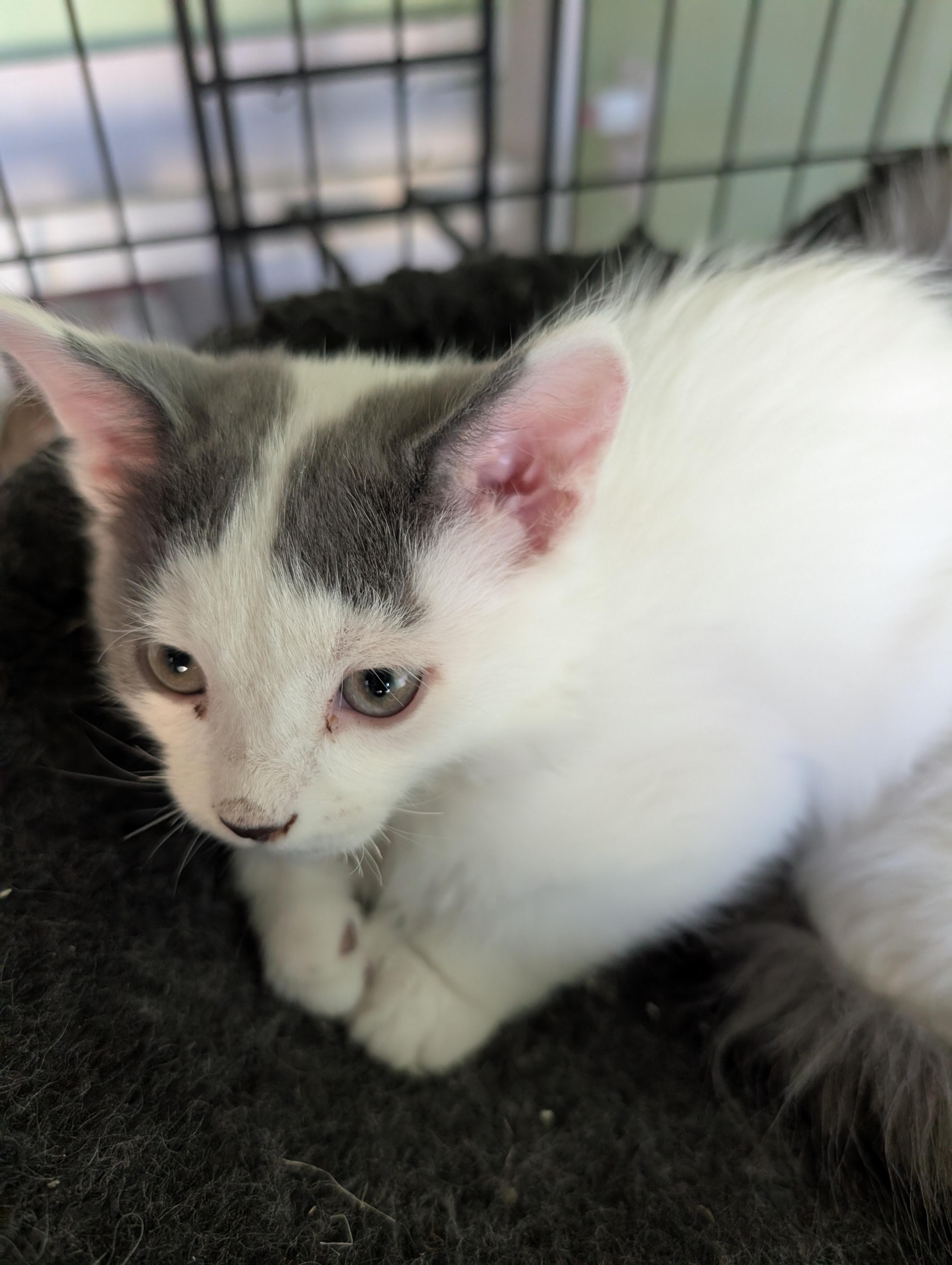 Enlarge Gilmore, a Adoptable Domestic Short Hair in Fruit Heights, UT image 5/6