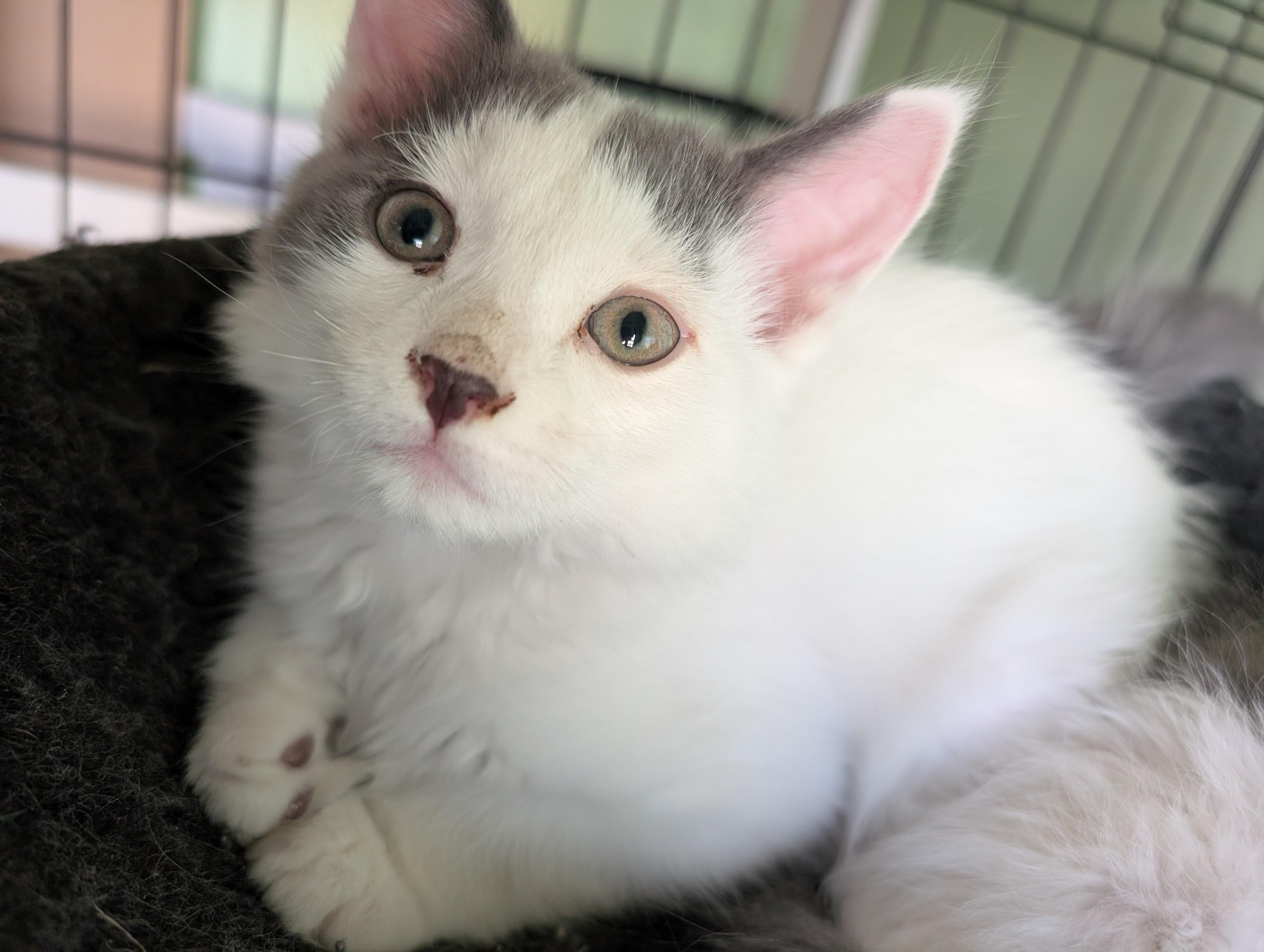 Enlarge Gilmore, a Adoptable Domestic Short Hair in Fruit Heights, UT image 6/6