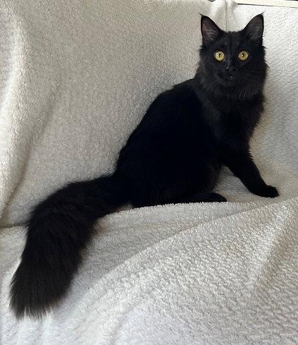 Enlarge Moon Pie24, a Adopted mixed breed in Nashville, TN image 1/3