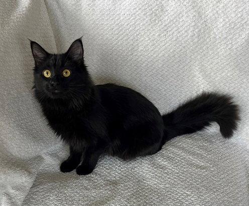 Enlarge Moon Pie24, a Adopted mixed breed in Nashville, TN image 2/3